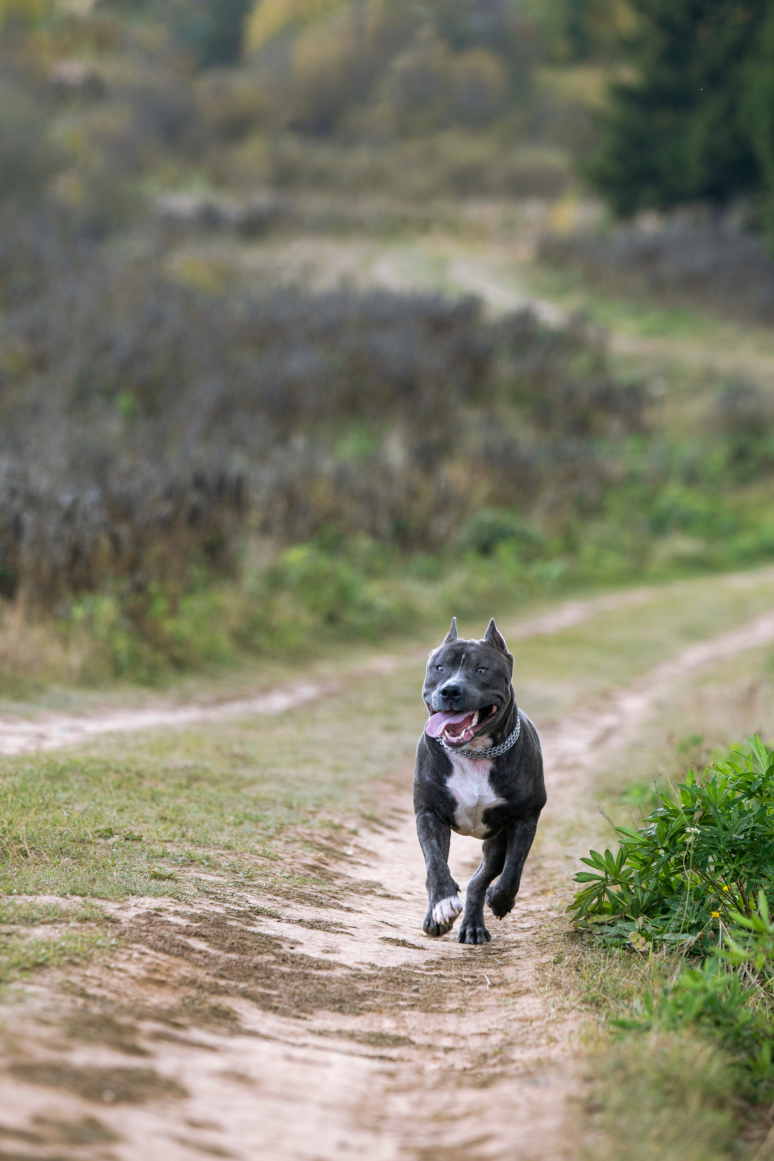 Собаки. Фотограф Яна Матвеева в Ижевске