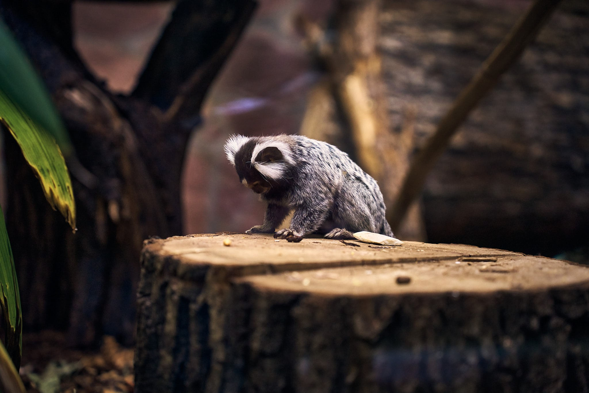 ZOO. ФОТОГРАФ ЕКАТЕРИНБУРГ