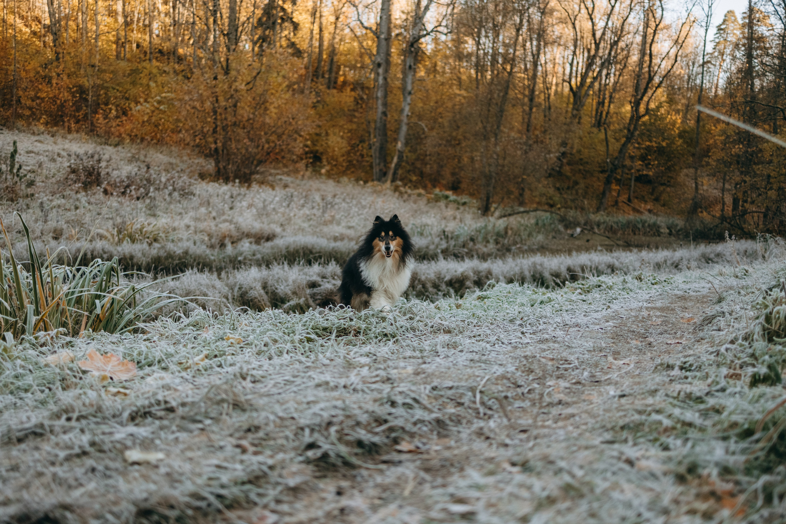 Ия и Барт. Фотограф — Анималист | Санкт-Петербург