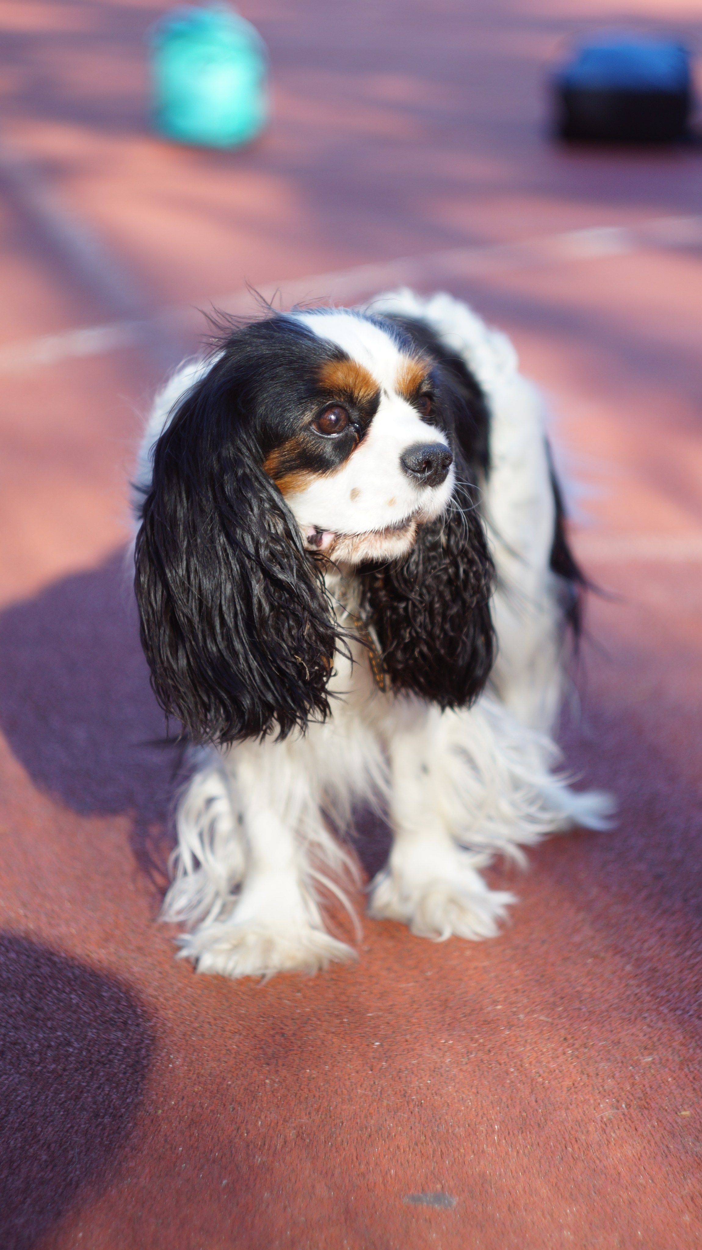 Dogs street. Профессиональный фотограф