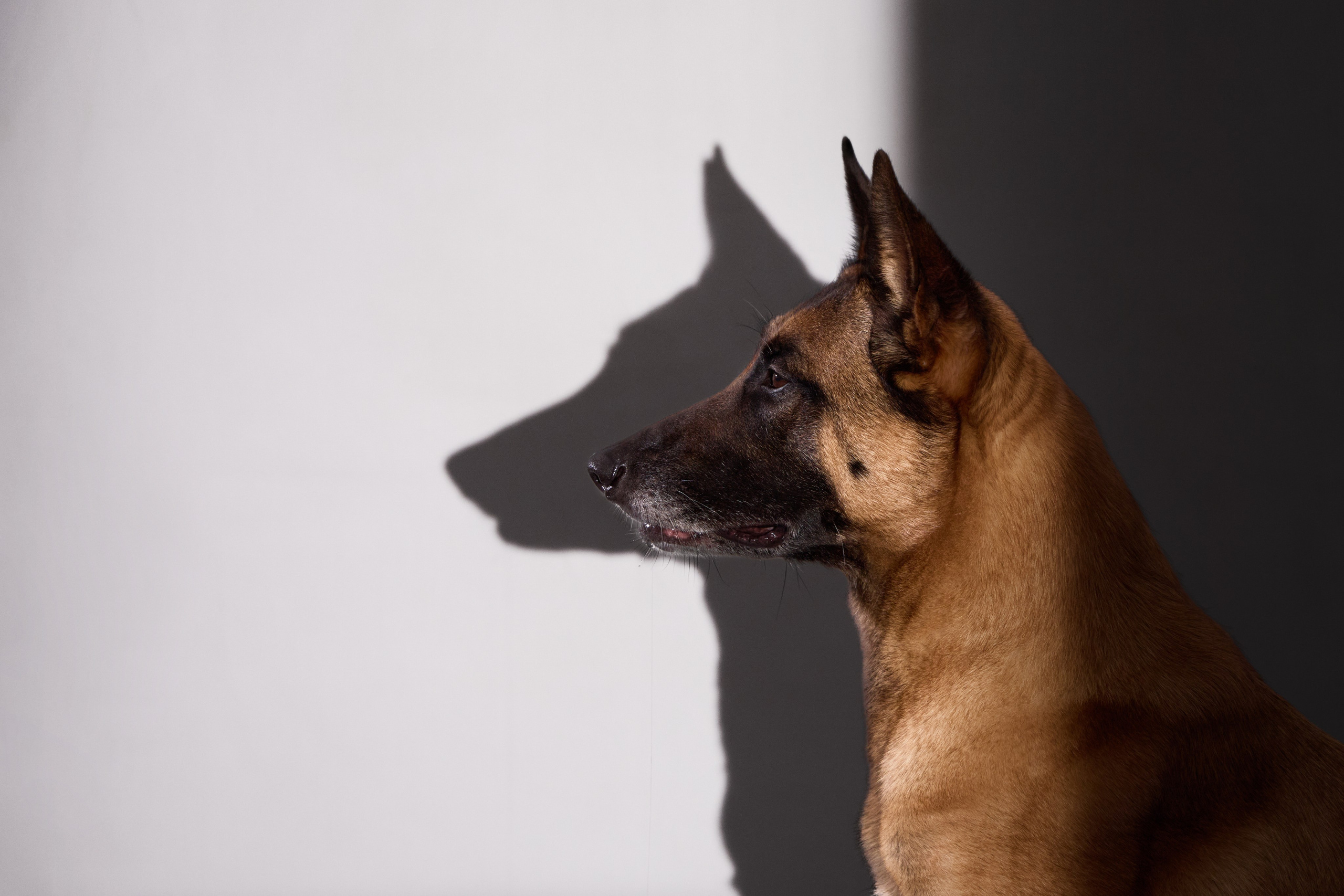 Presence. Dog Photographer Anna Averianova | Art & Commercial Pet Photography