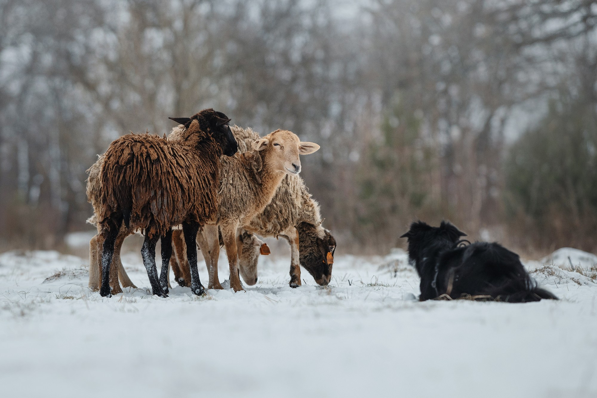 Пастьба. Фотограф Анна Тюрина