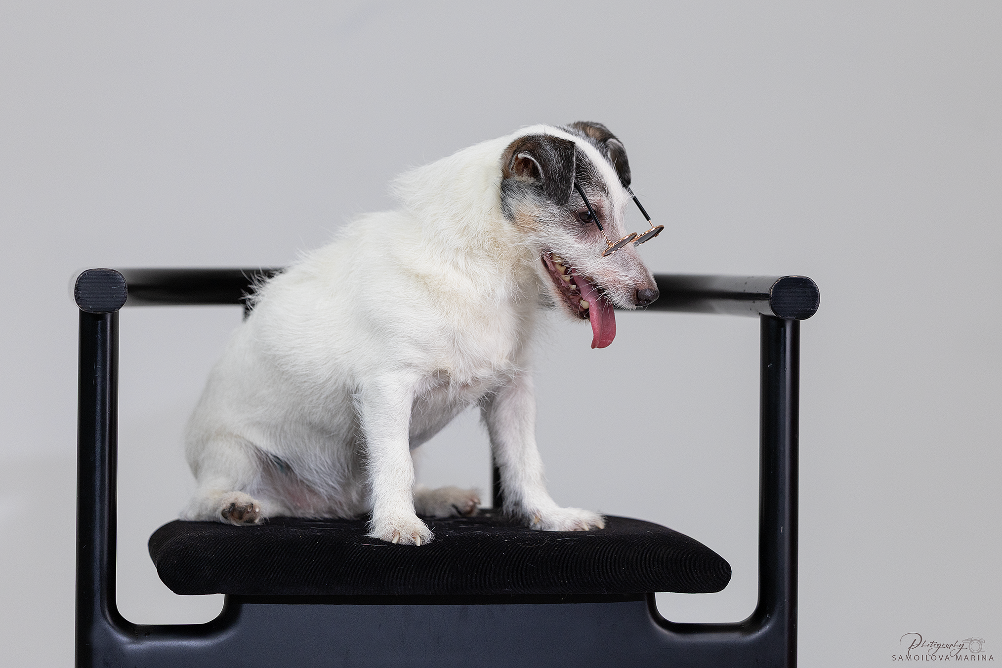 Студийная съёмка. Фотограф-анималист в Москве и МО Самойлова Марина