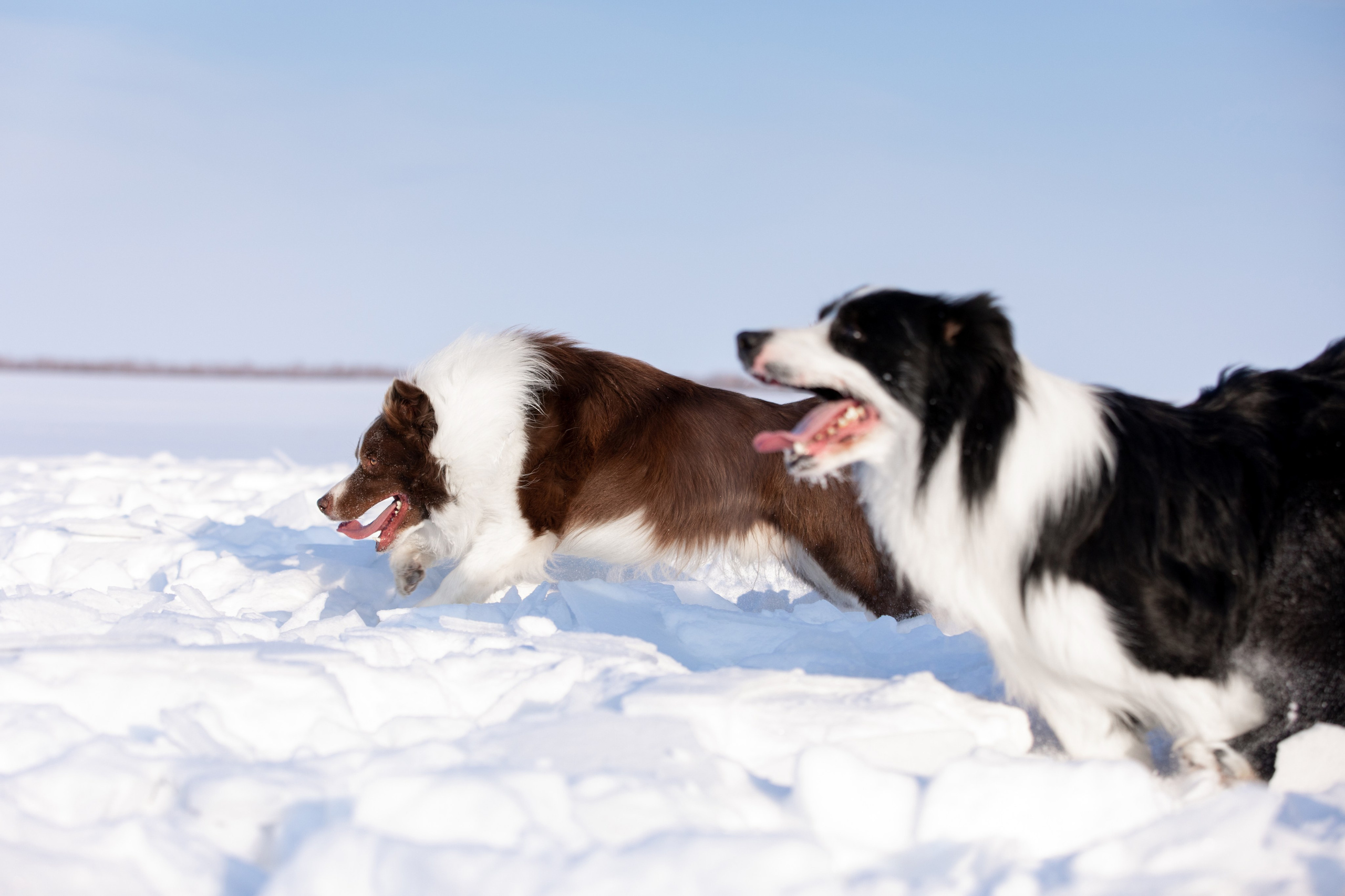 Мороз и солнце. О нас