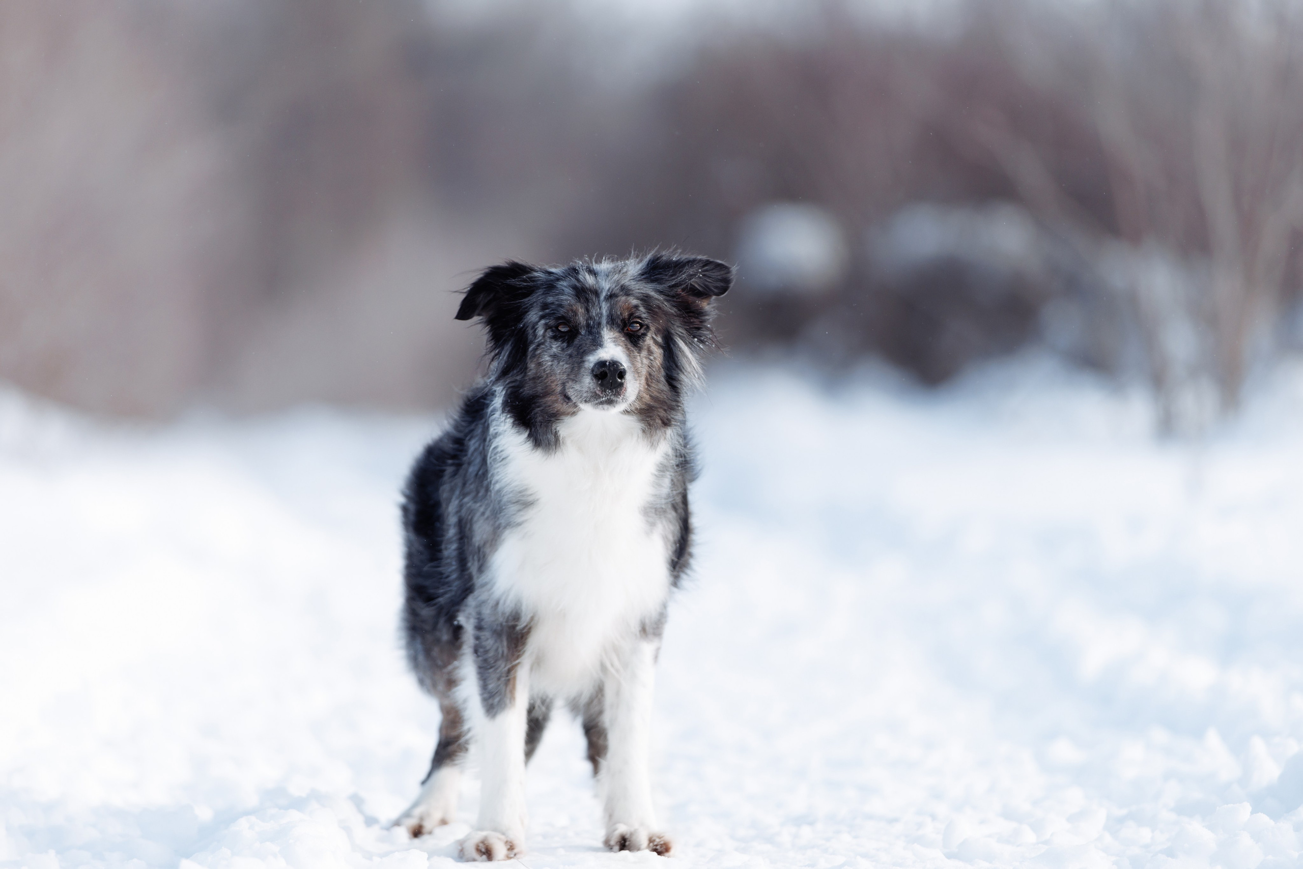 Ryzhaya Molniya Gelaksi. О нас
