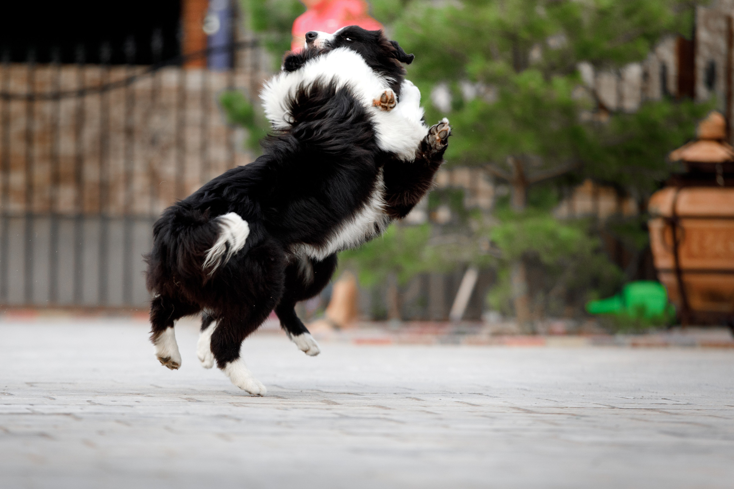 Болтовня в саду. О нас