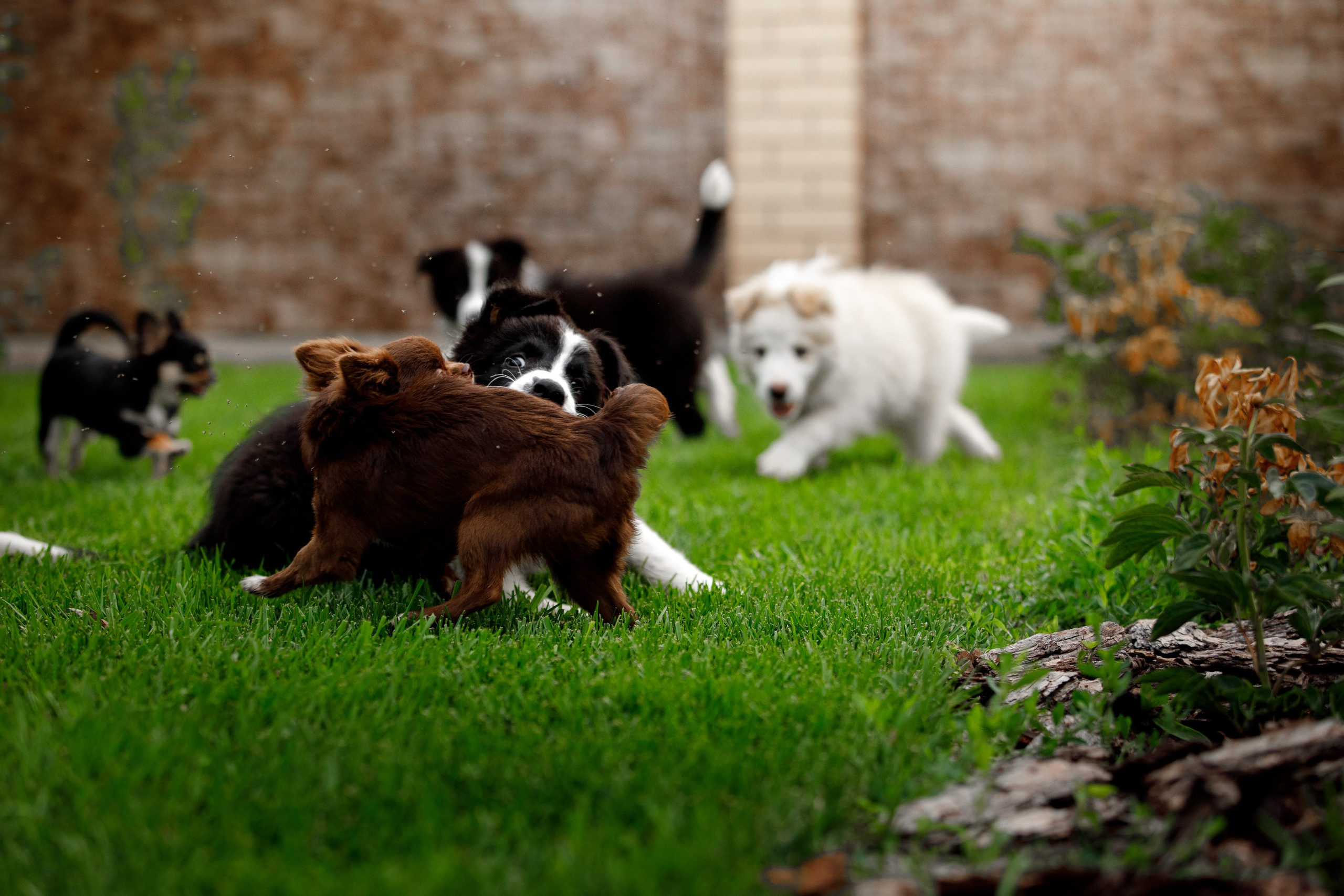 Болтовня в саду. О нас
