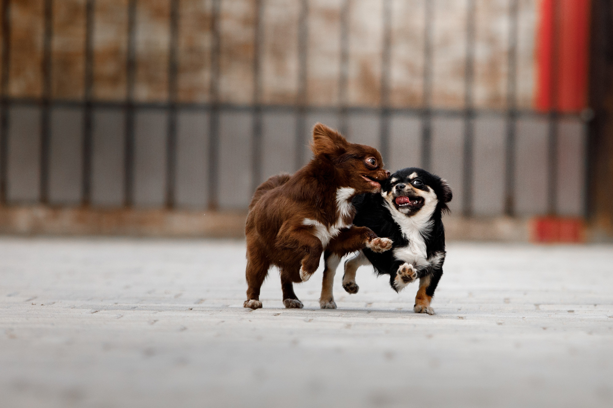 Болтовня в саду. О нас