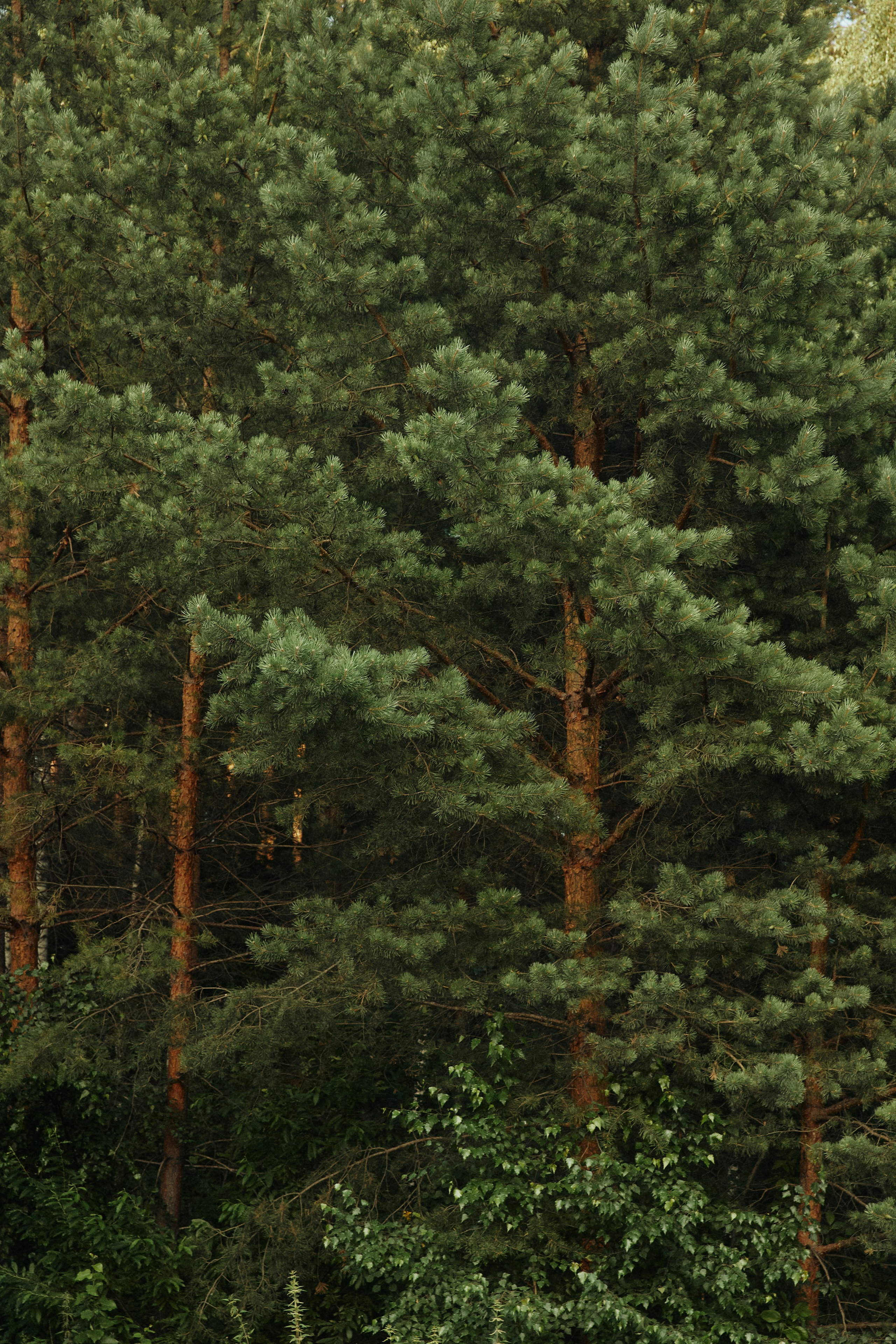 ALL IN ON LOVE. Дмитрий Мазуркевич: Профессиональный Репортажный Фотограф