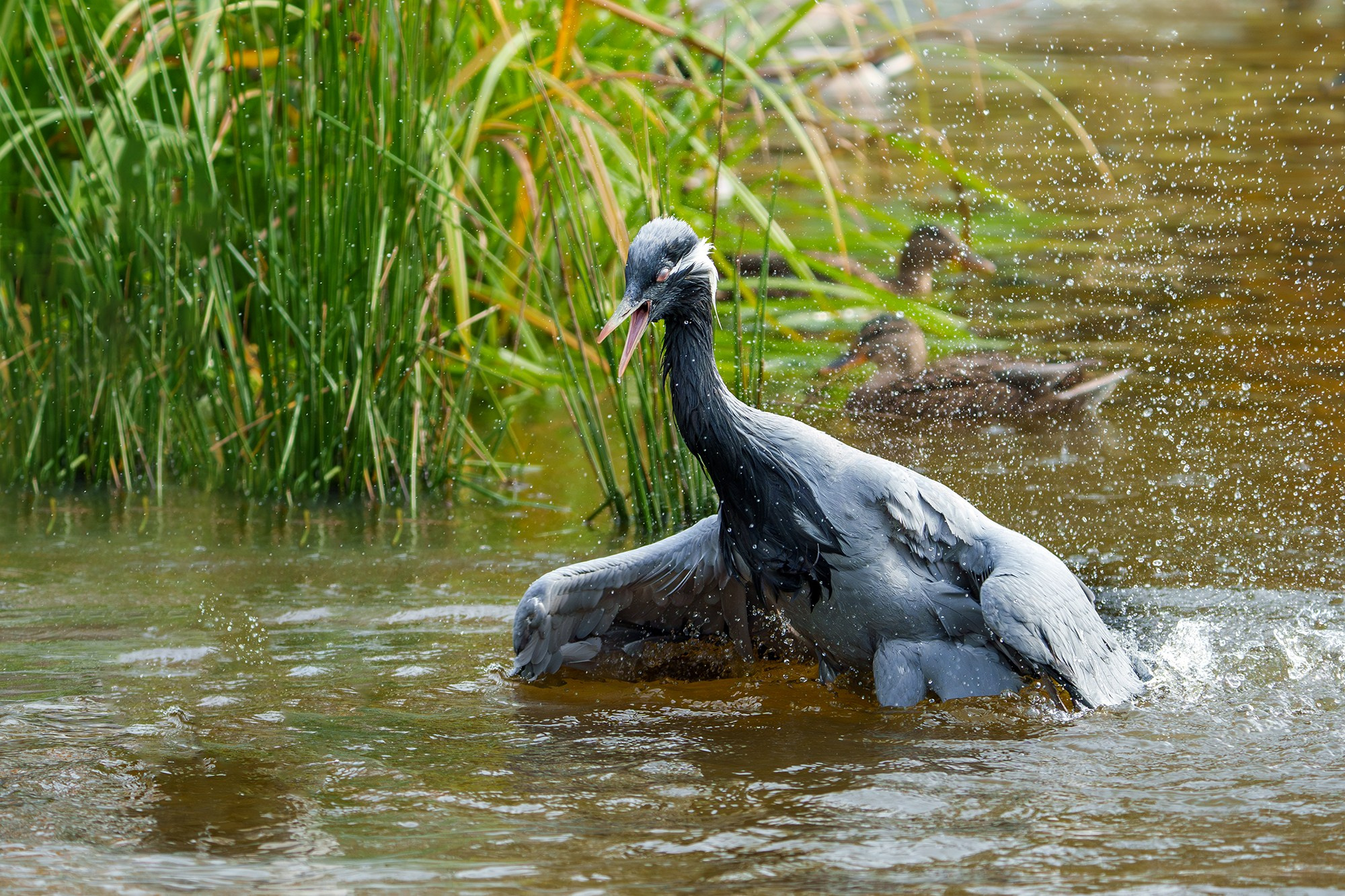 Удивительные мир птиц. Вокруг нас столько прекрасного — присмотритесь!. Ваш личный фотограф Марина Волкова