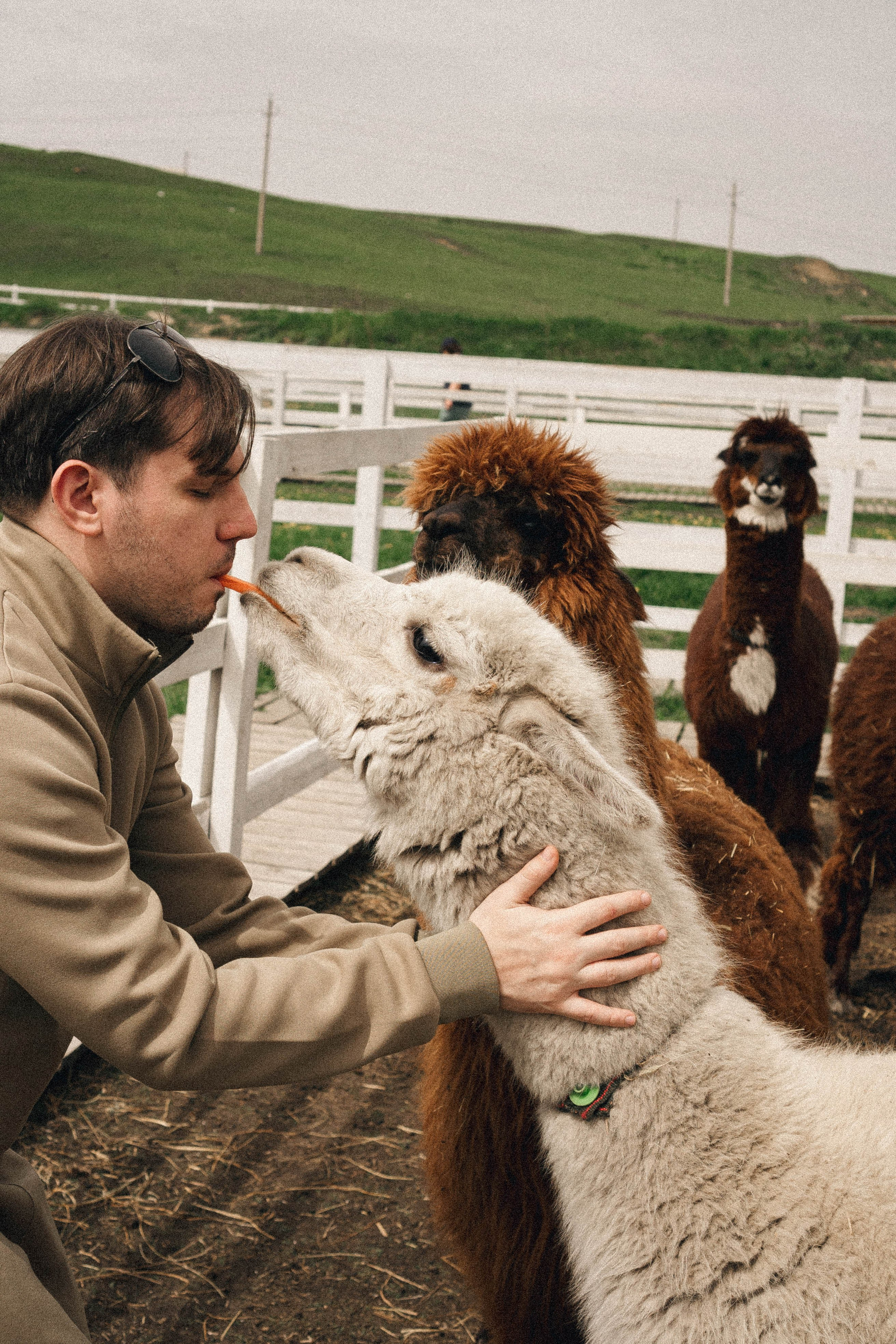 Ферма Альпак. Профессиональный фотограф, Санкт-Петербург — Виктория Богомолова