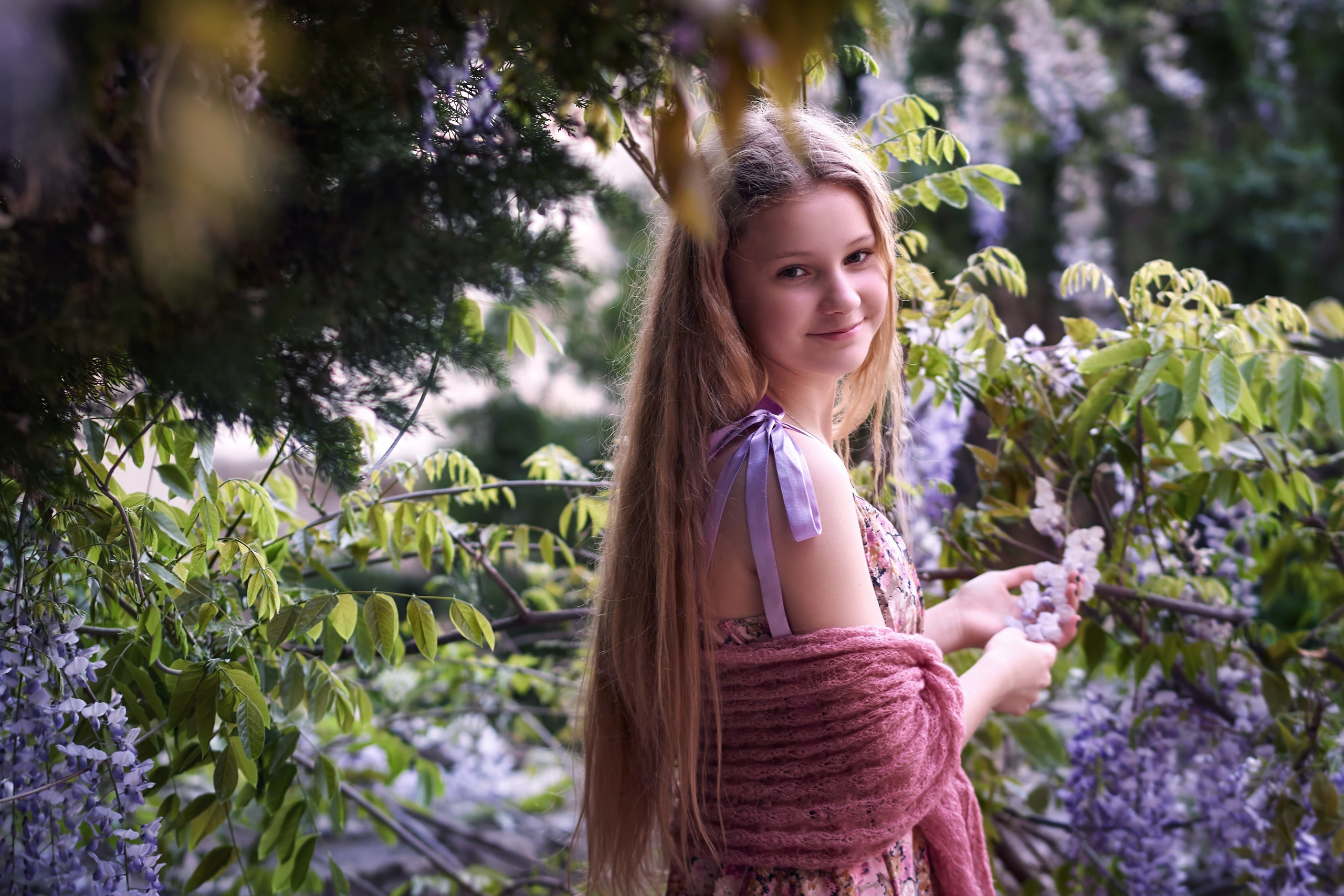 Цветущая глициния в старом городе, Будва