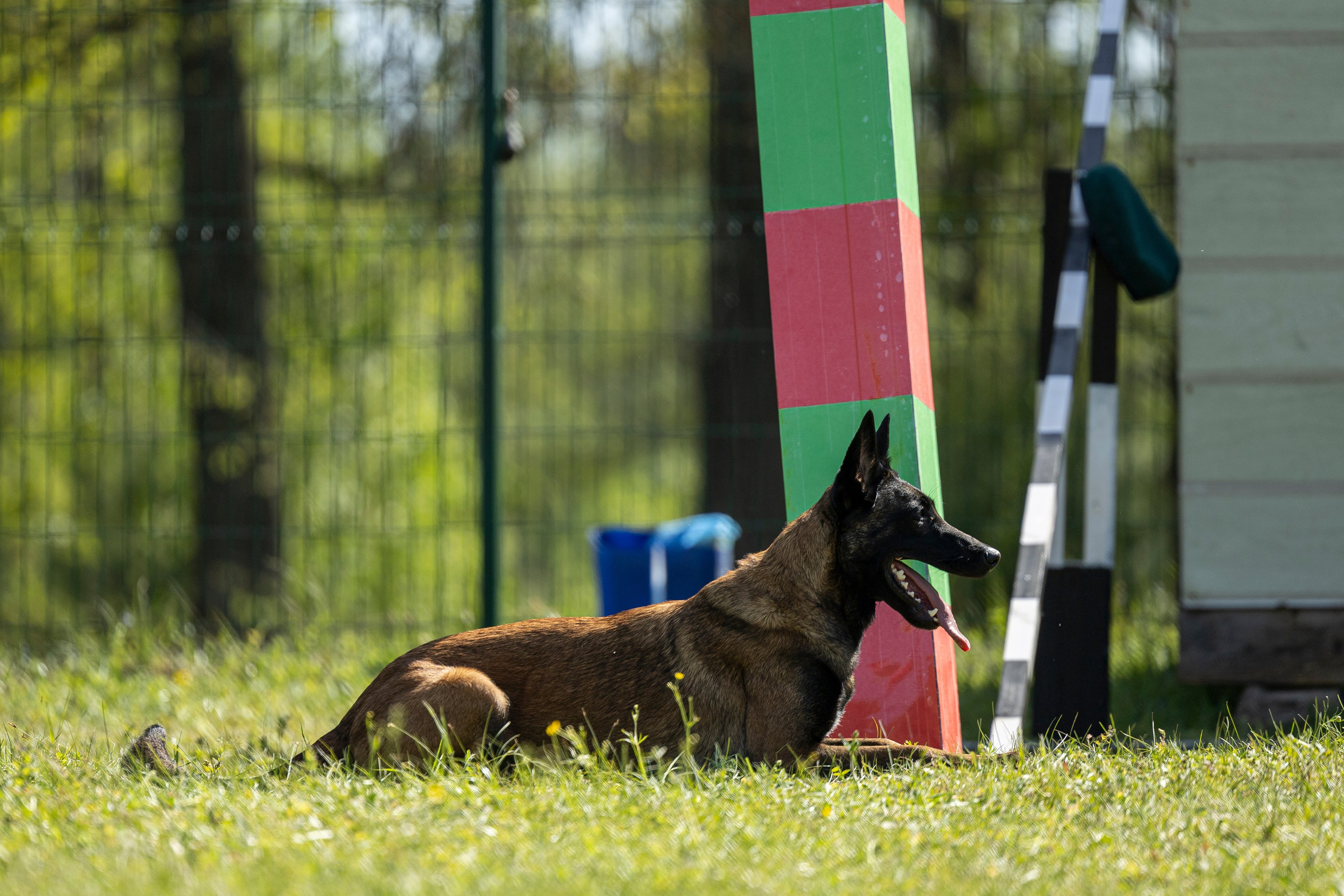 Испытания по мондьорингу в Нижнем Новгороде. Фотограф-анималист Анна Маринич