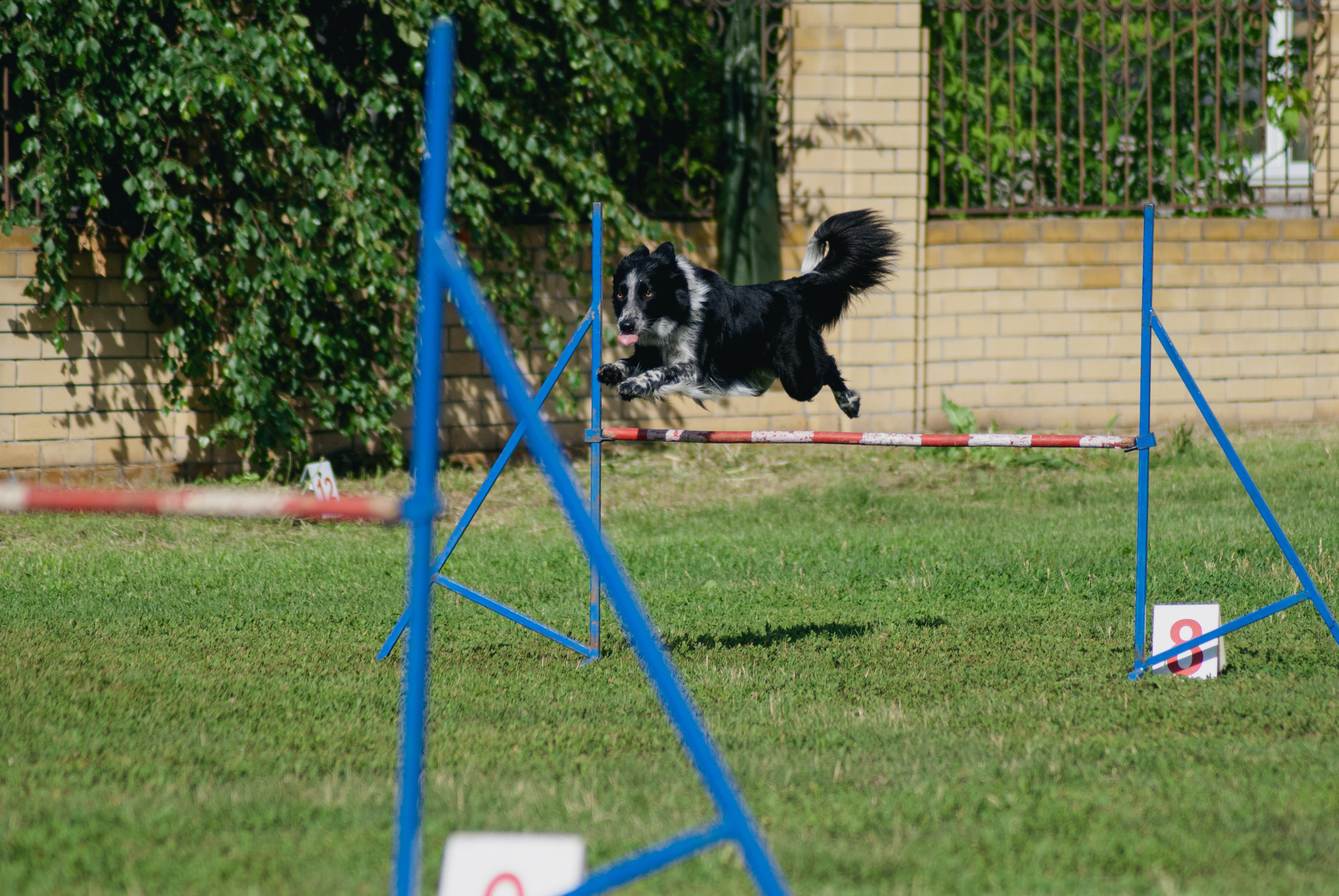 Аджилити. Фотограф в Тюмени Лизавета Сапицкая