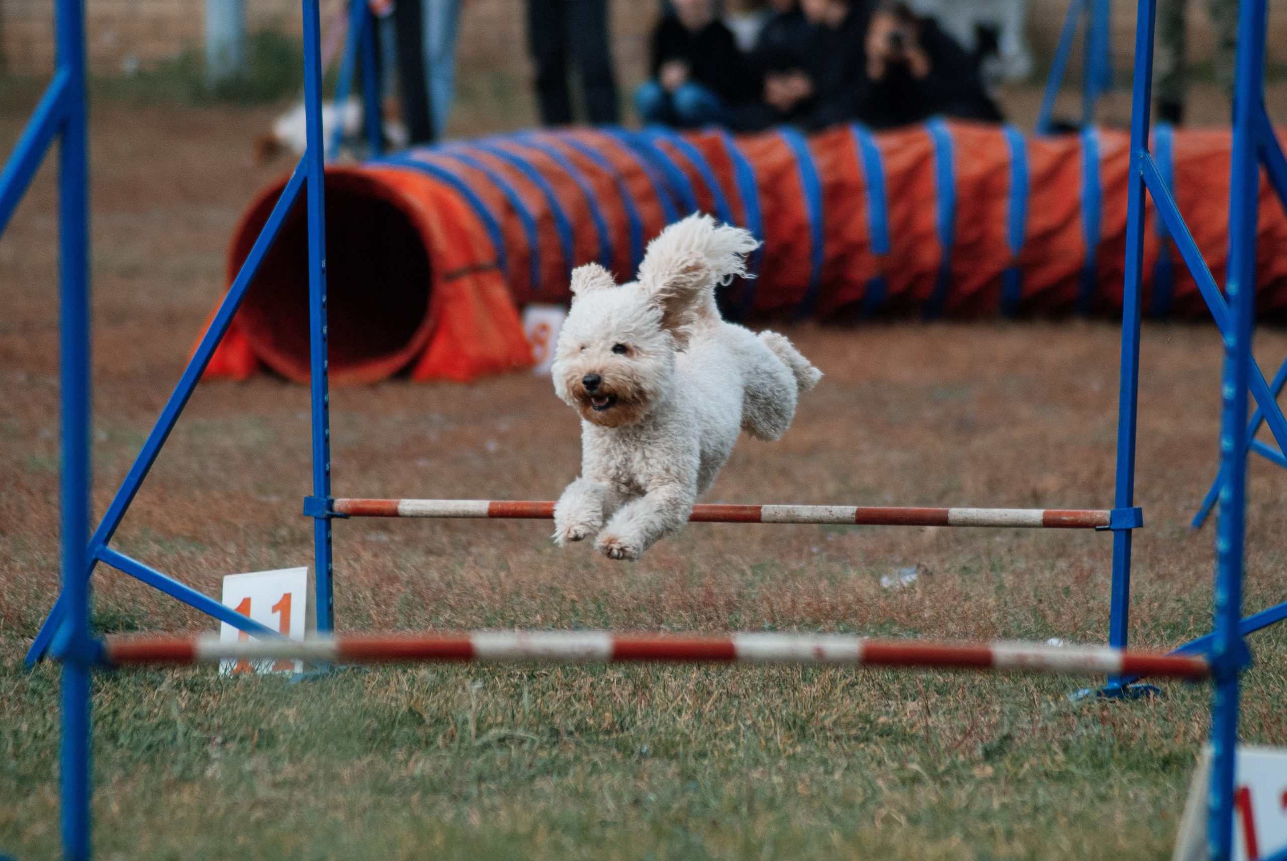 Аджилити. Фотограф в Тюмени Лизавета Сапицкая