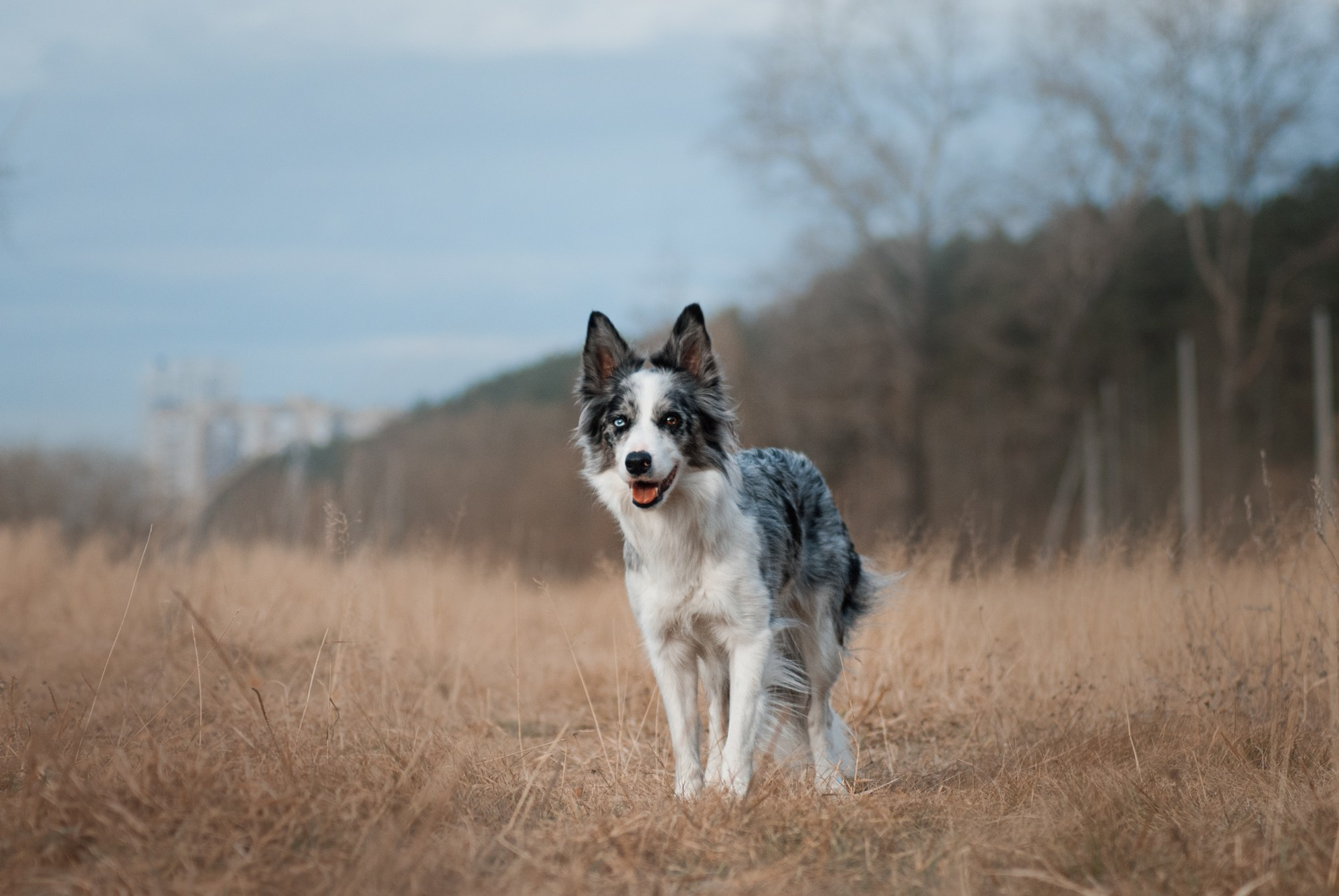 Лисса. Фотограф в Тюмени Лизавета Сапицкая