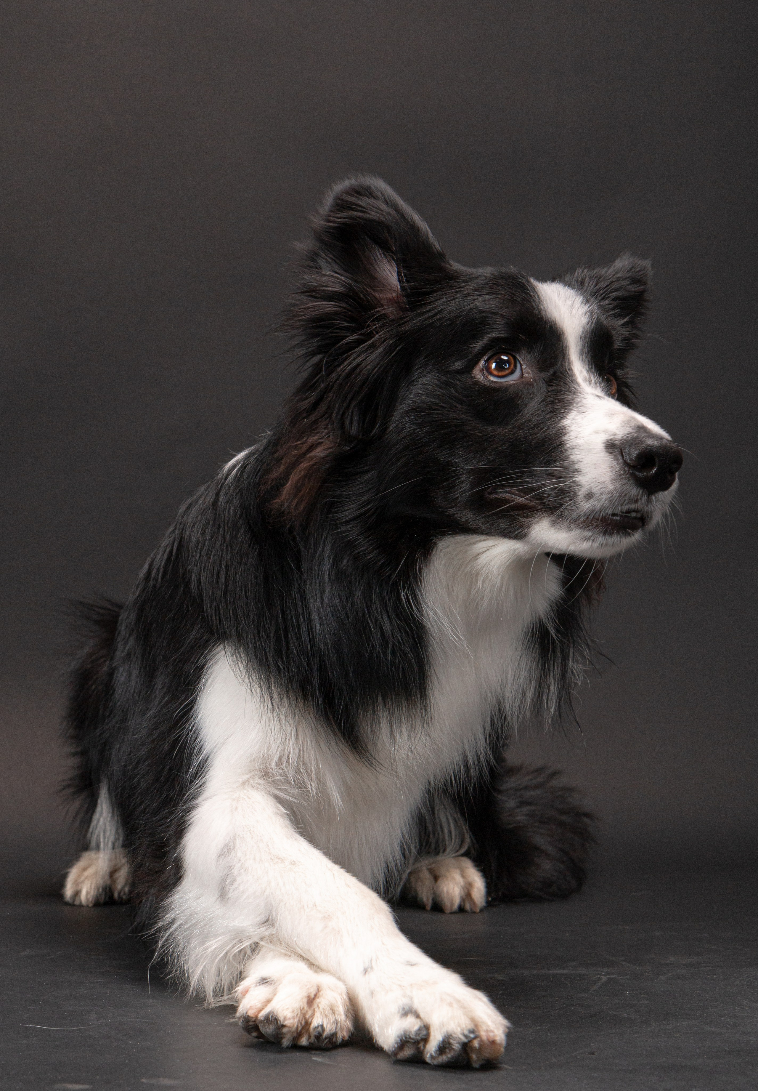 Фотосъёмка животных. Предметный и репортажный фотограф Алексей Кротов