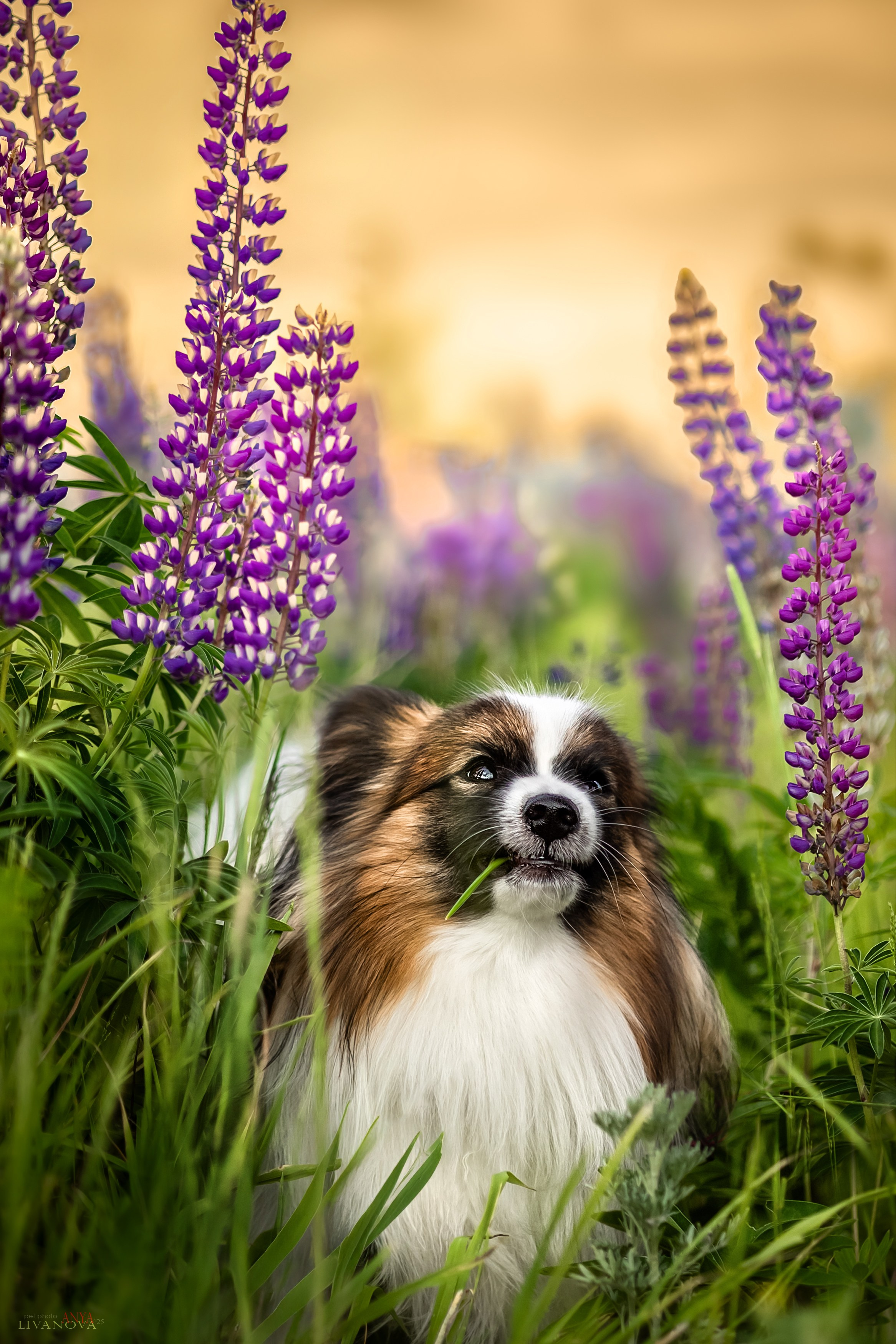 Хьюстон. Фотограф анималист Аня Ливанова | Рыбинск