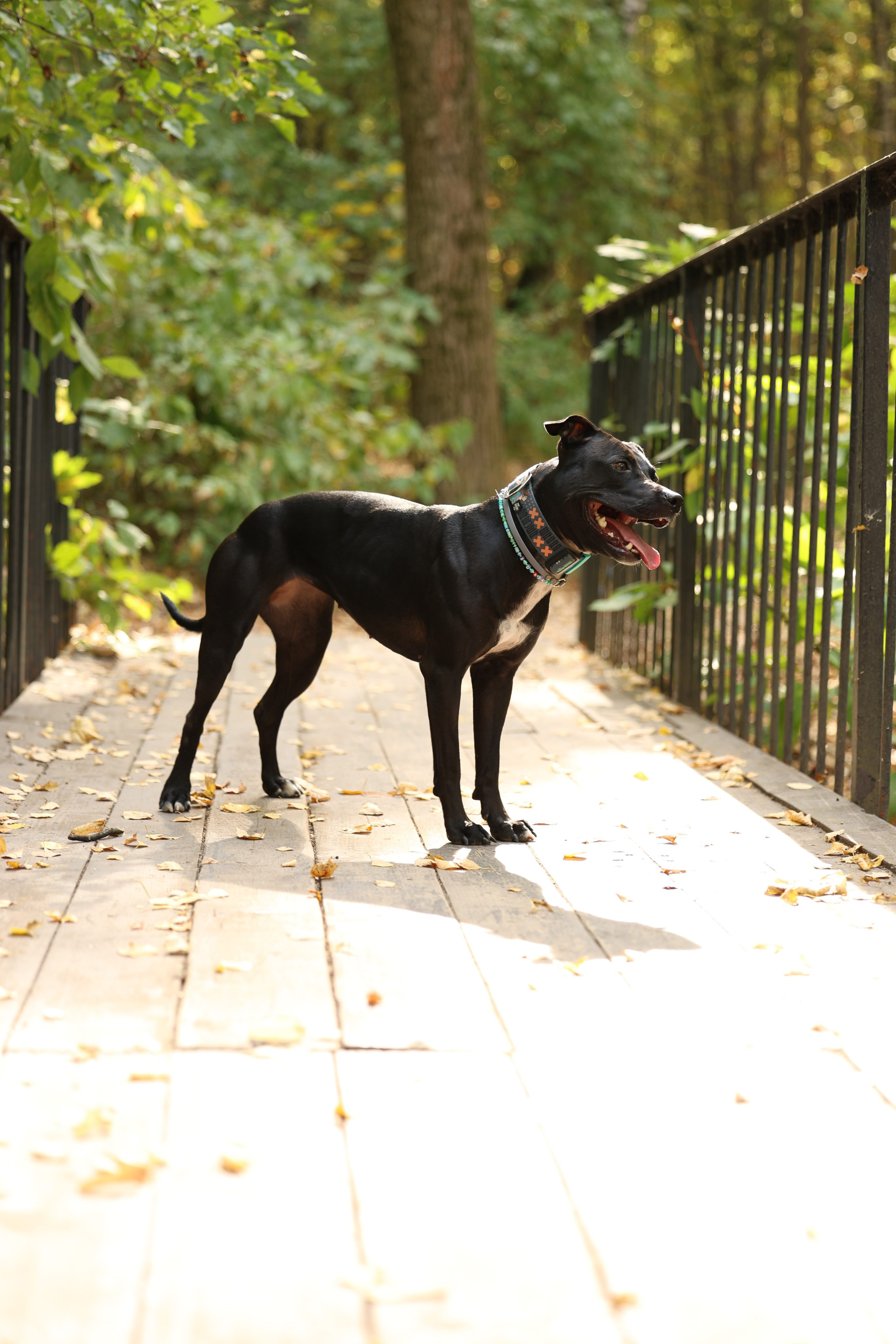 Алена и Бора. Виктория Михайловская. Фотограф-анималист. Москва