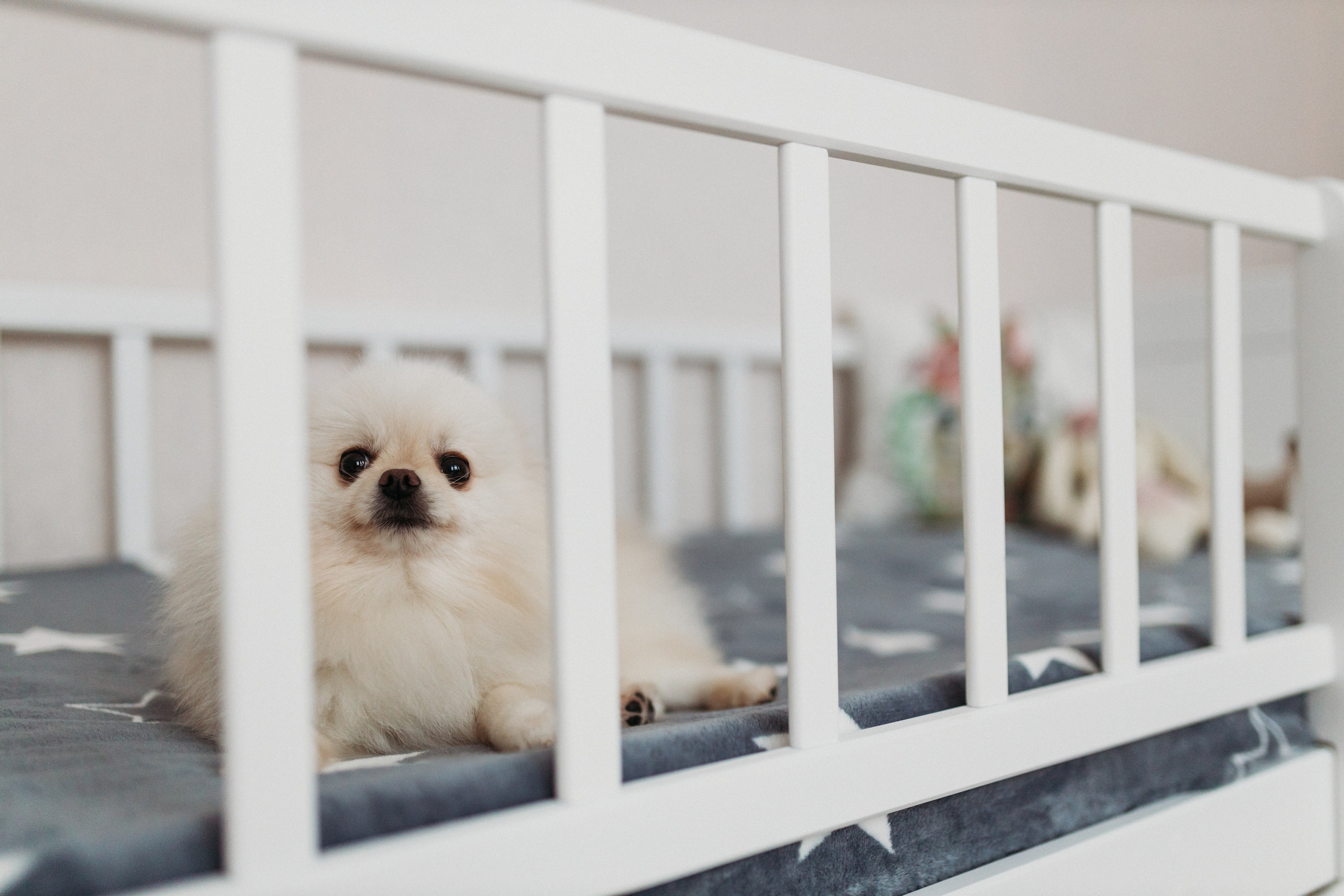 Домашняя фотосессия День Рождения Василисы. Фотограф Тверь. Свадебные, семейные, индивидуальные фотосессии