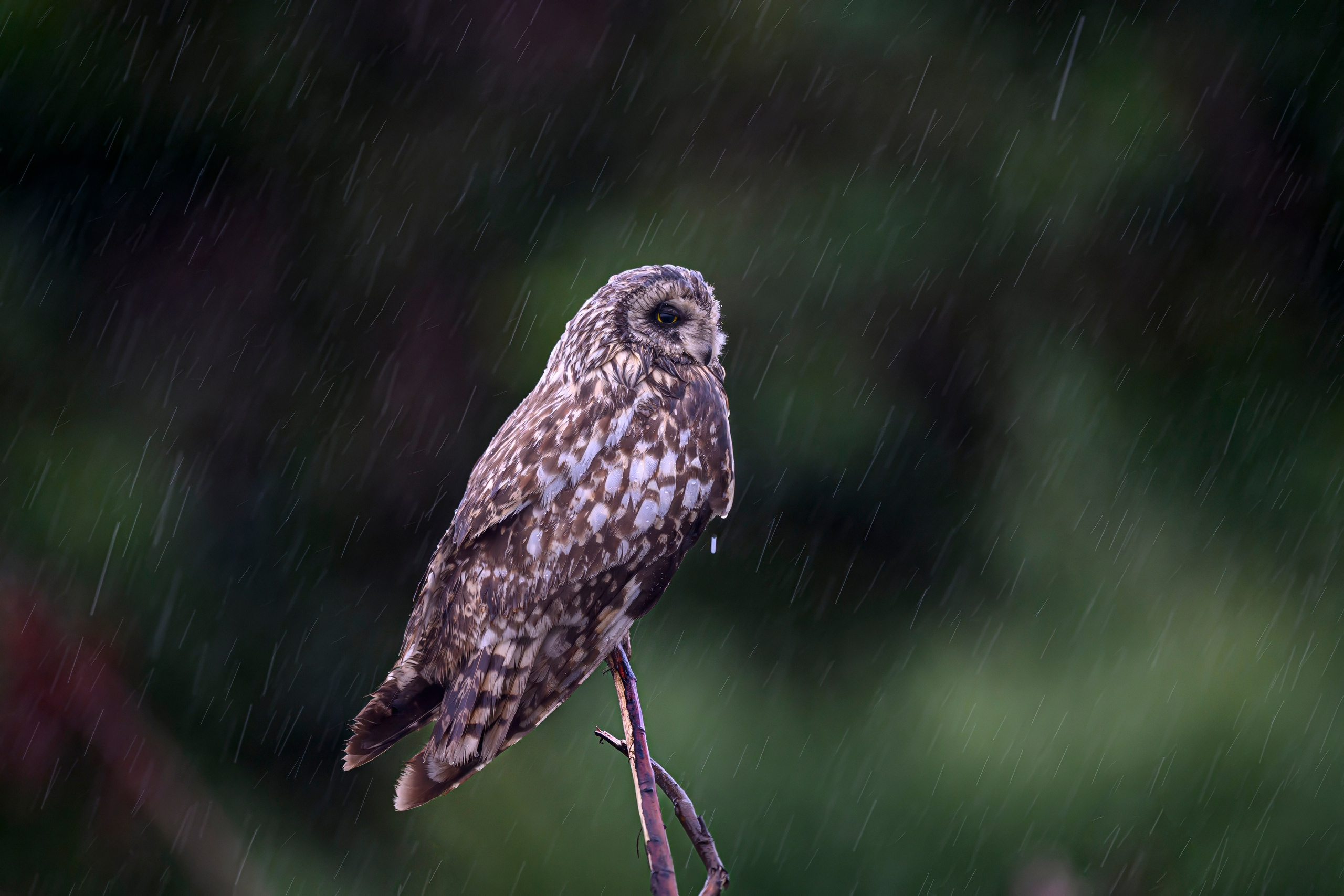 Сова и брызги. Owl and splashes. Фотограф Сергей Пупонин