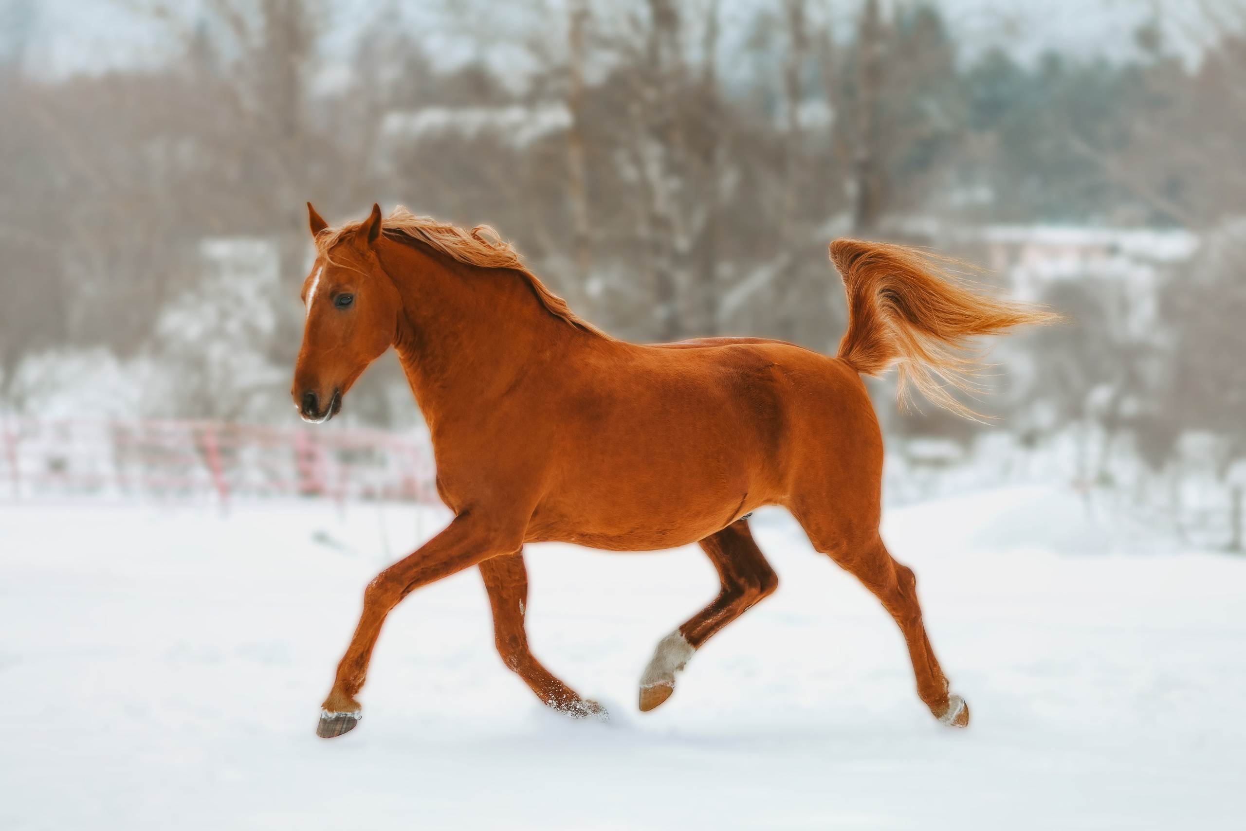 Фотосессии с лошадьми