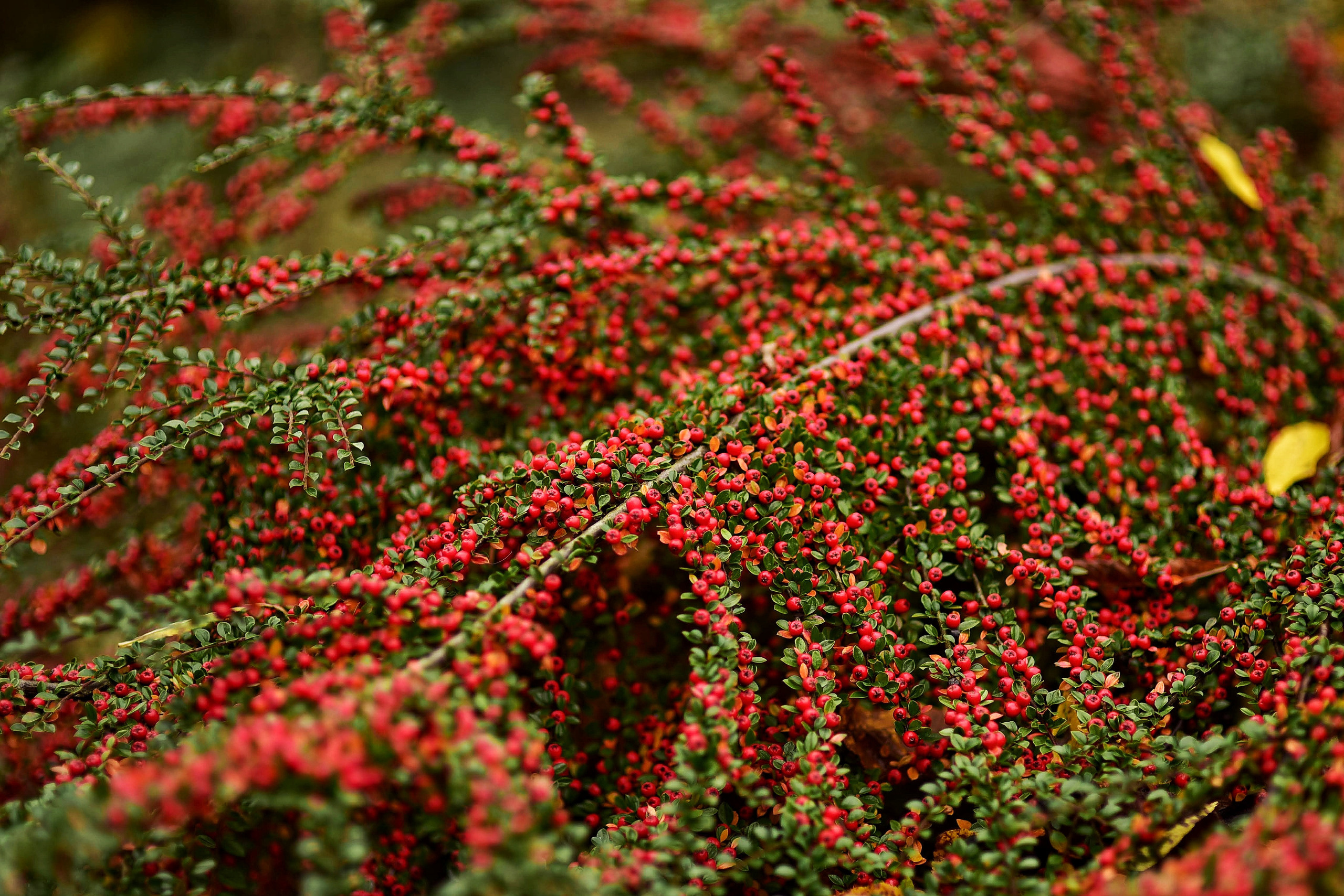 То ещё портфолио