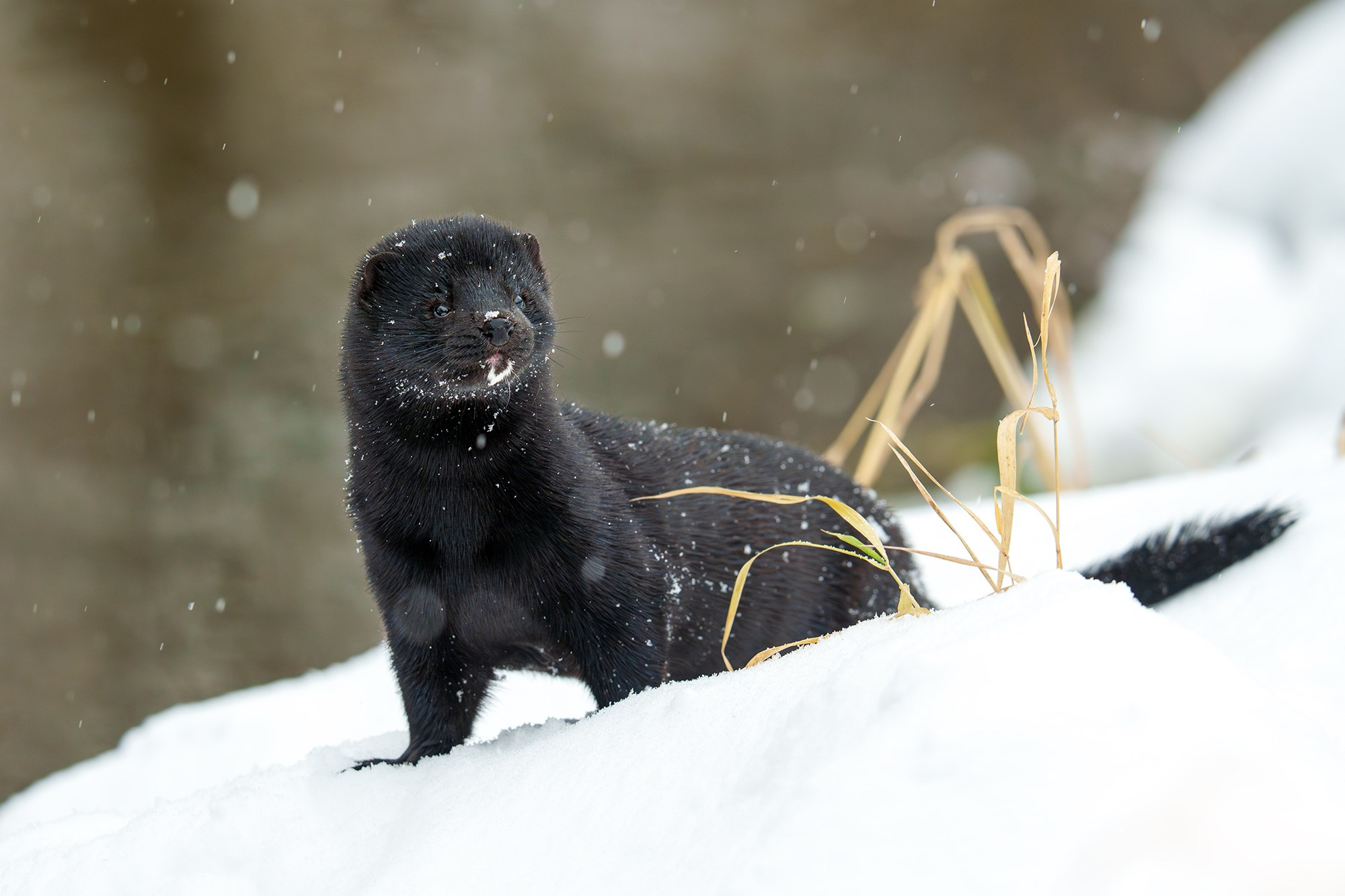 Животные. Ваш личный фотограф Марина Волкова