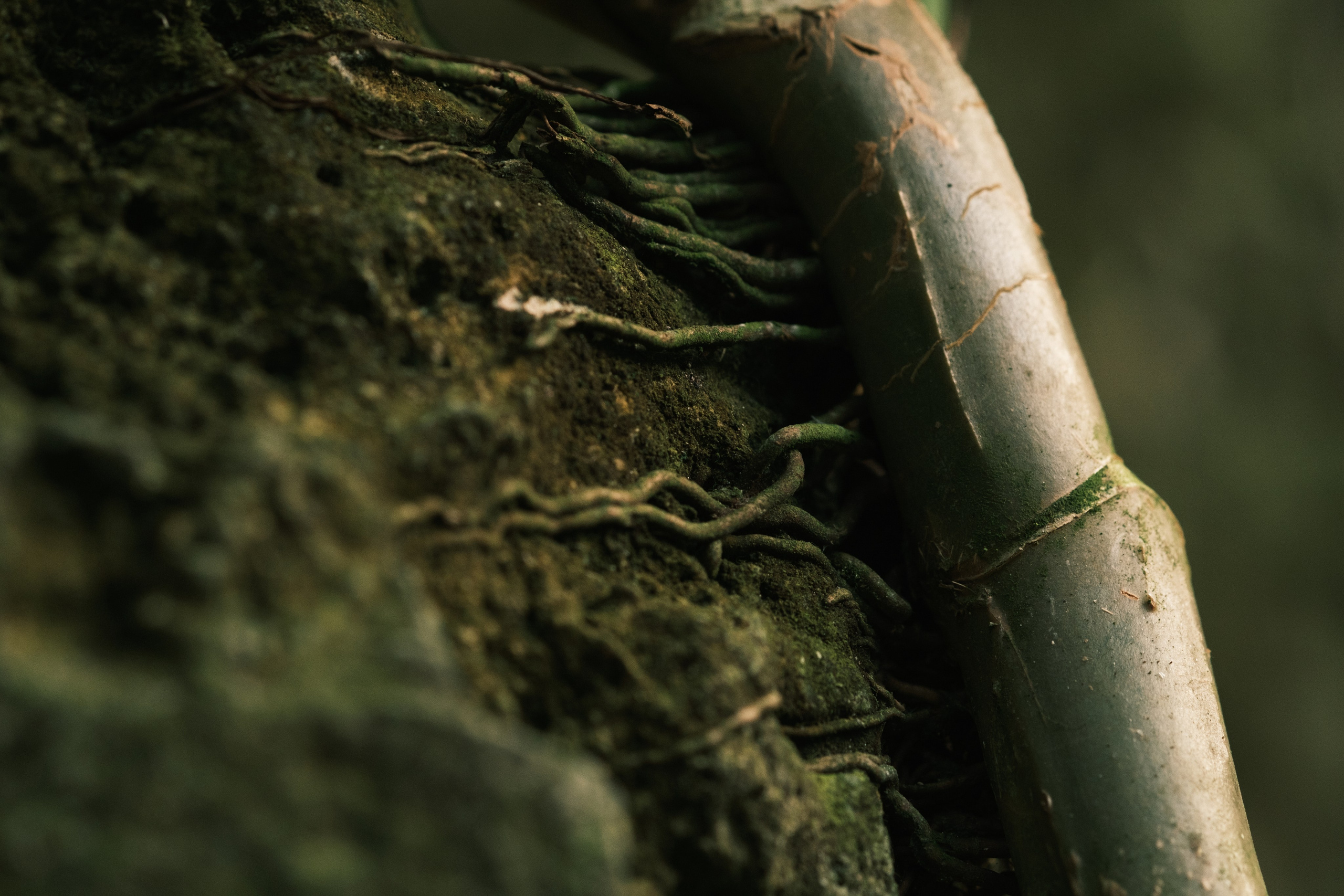 Margarita Rodionova — a contemporary lens-based artist currently working in Cancun, Mexico