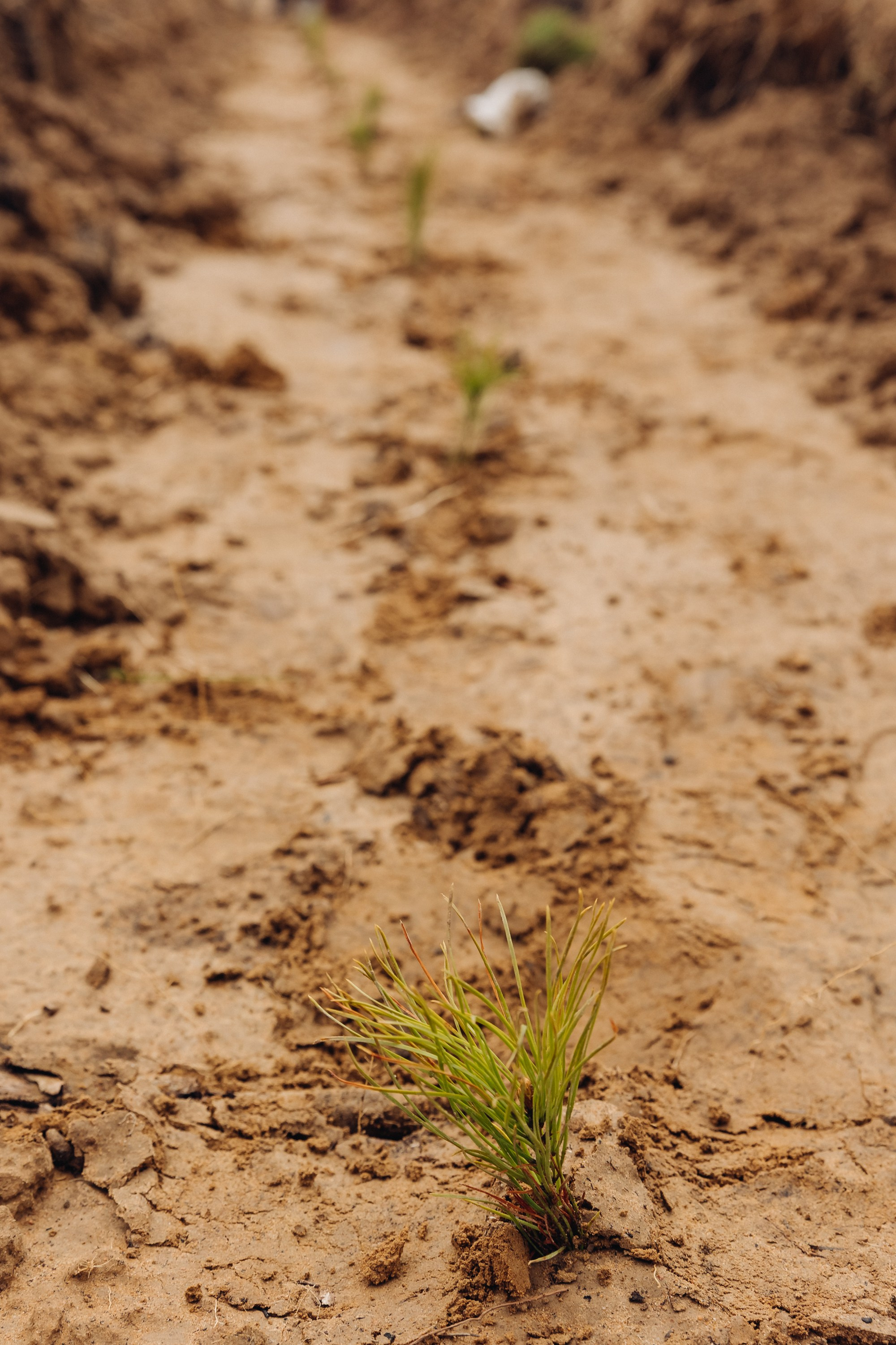 Siberian wellness. Ежегодная акция по посадке деревьев. Свадебный и семейный фотограф в Улан-Удэ