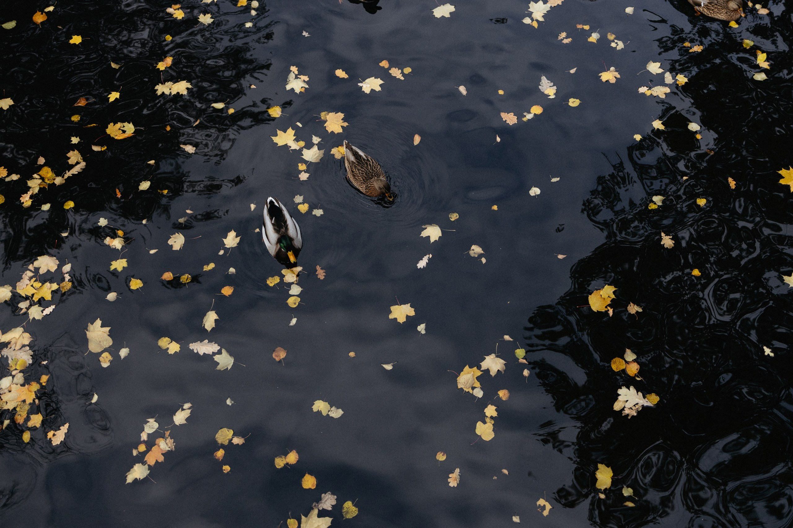 Аня и мама 🤍. Вера Пьянцева семейный, свадебный и парный фотограф в Санкт-Петербурге