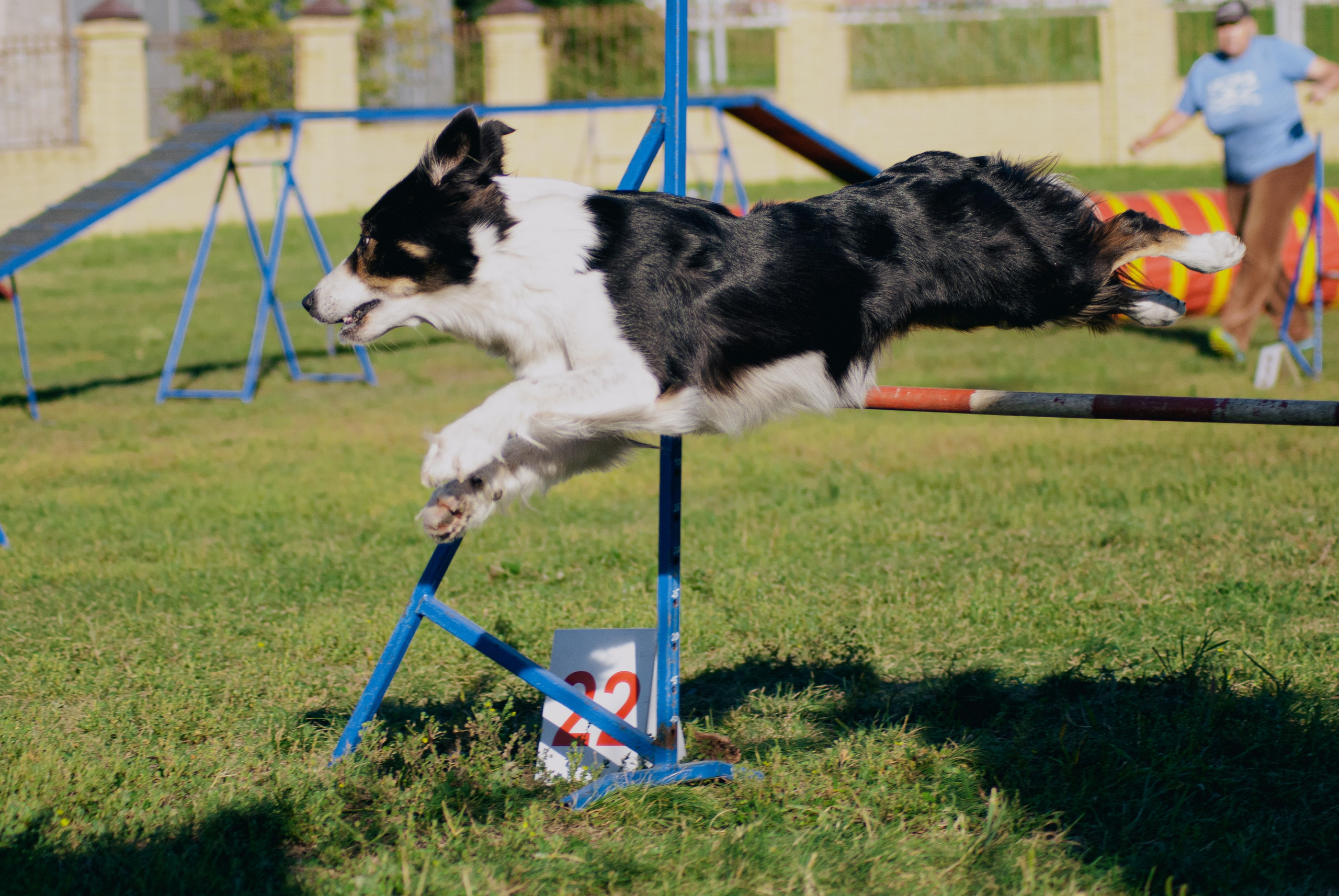 Аджилити. Фотограф в Тюмени Лизавета Сапицкая