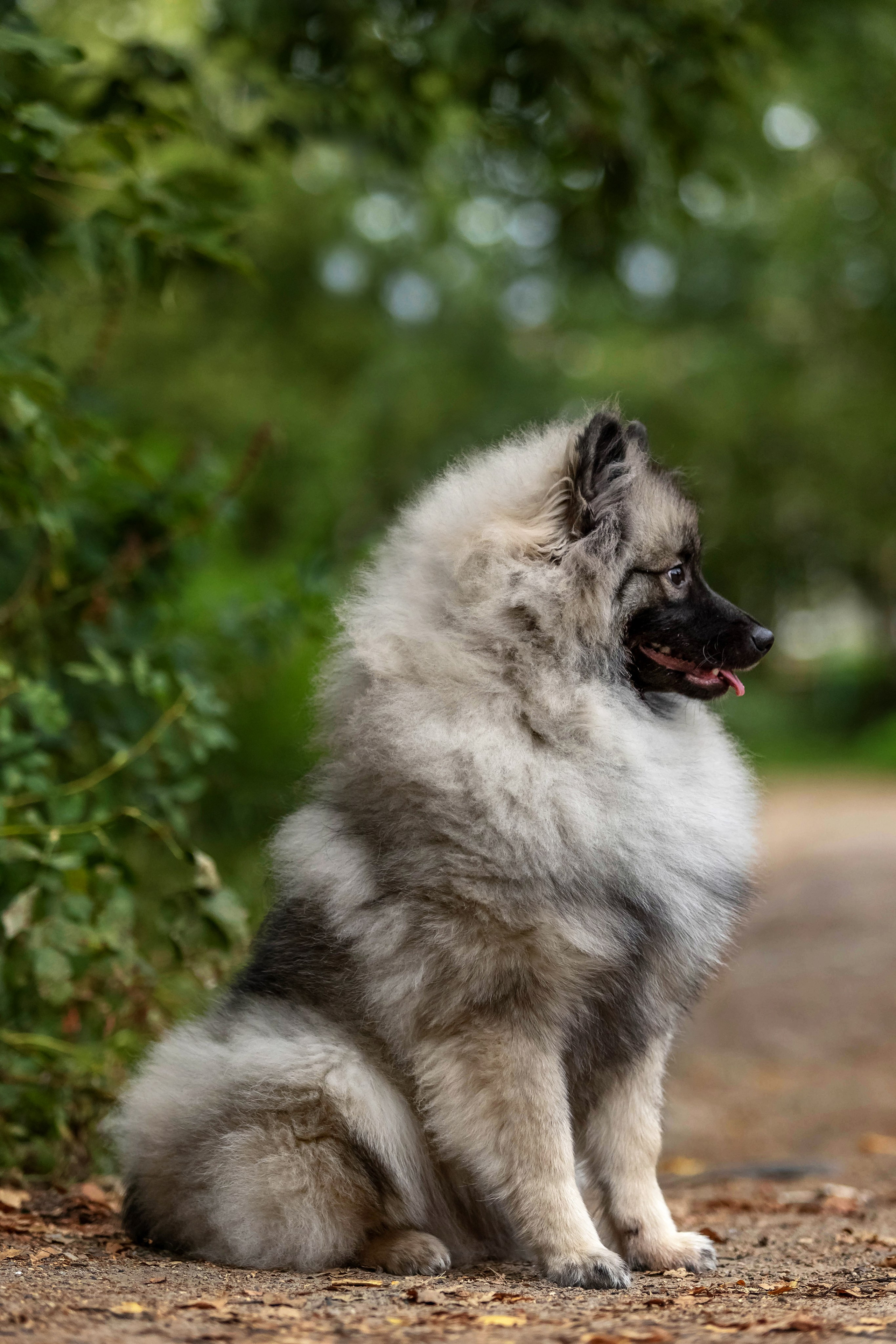 Кеесхонд. Https://moshkovaphoto.ru/