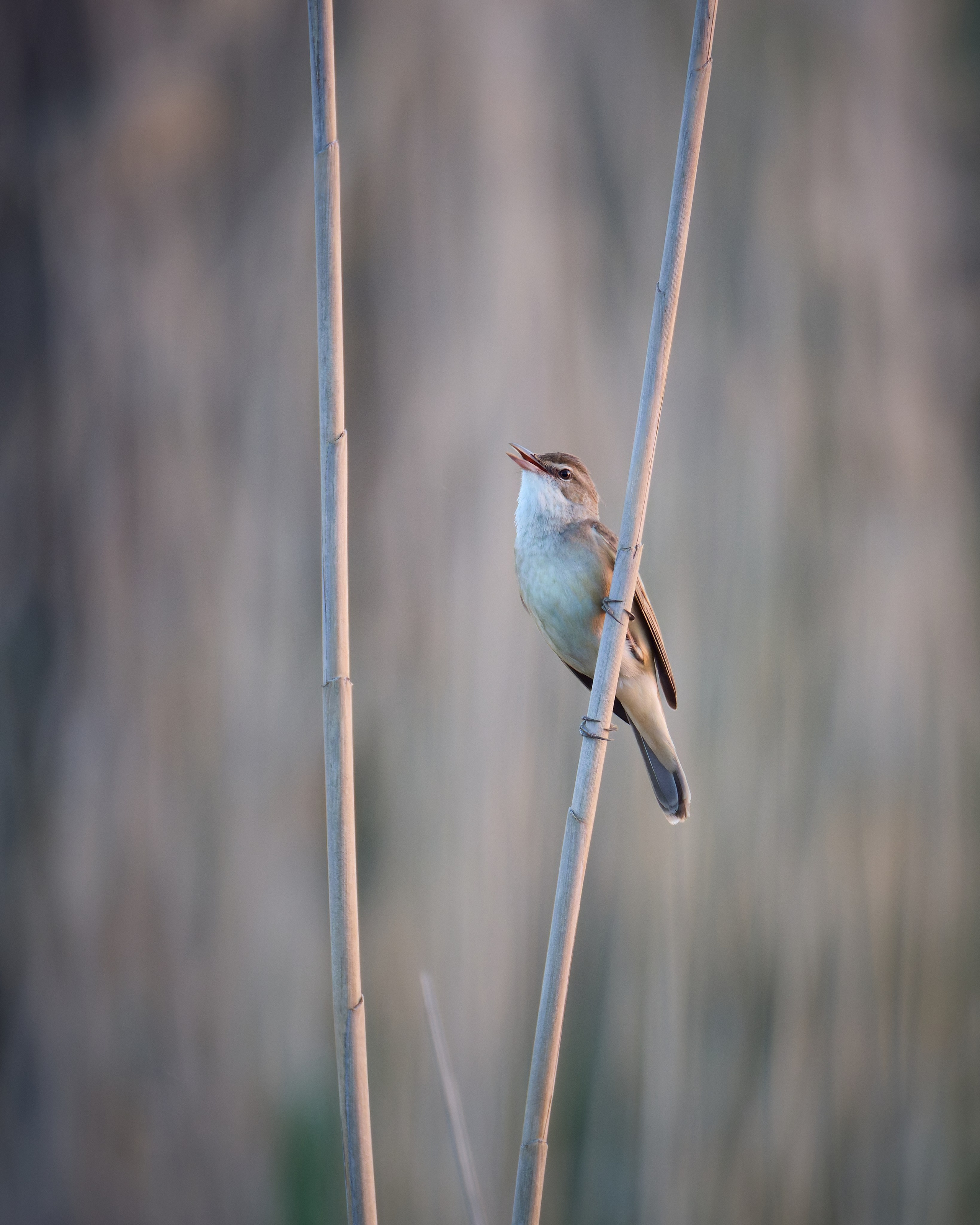 Voronezh 2026. Anton Chernov | Wildlife photographer