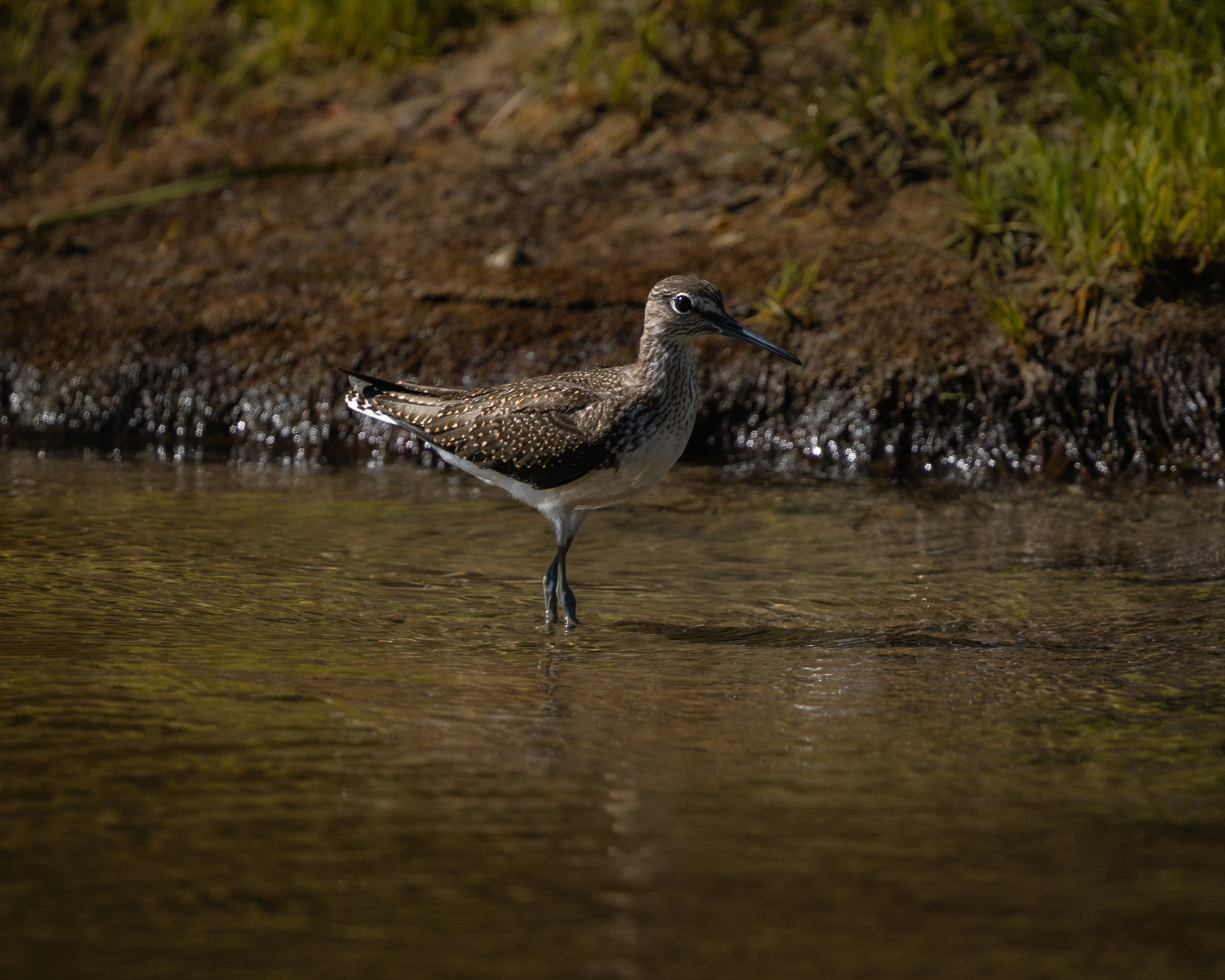 Voronezh 2026. Anton Chernov | Wildlife photographer