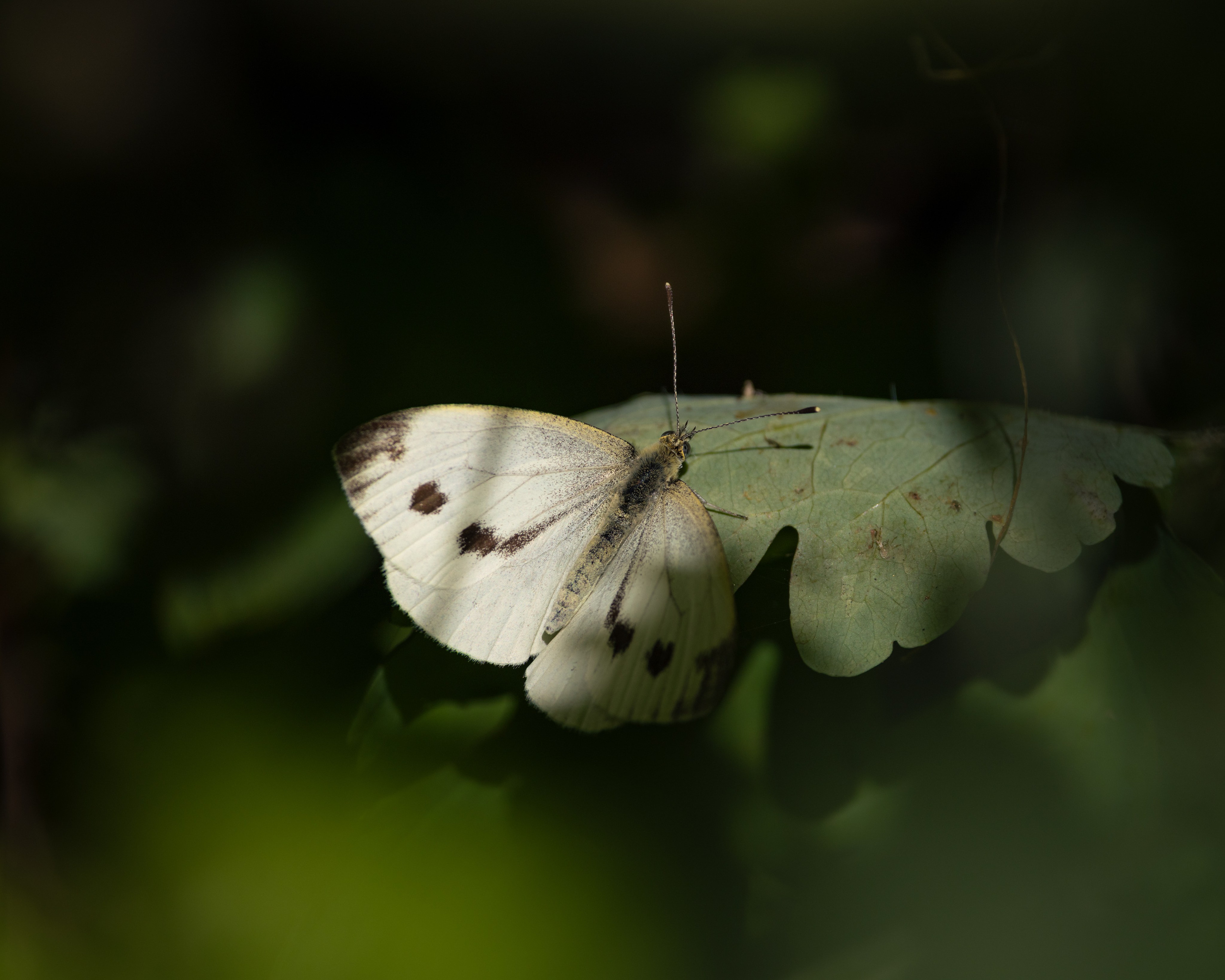 Voronezh 2026. Anton Chernov | Wildlife photographer
