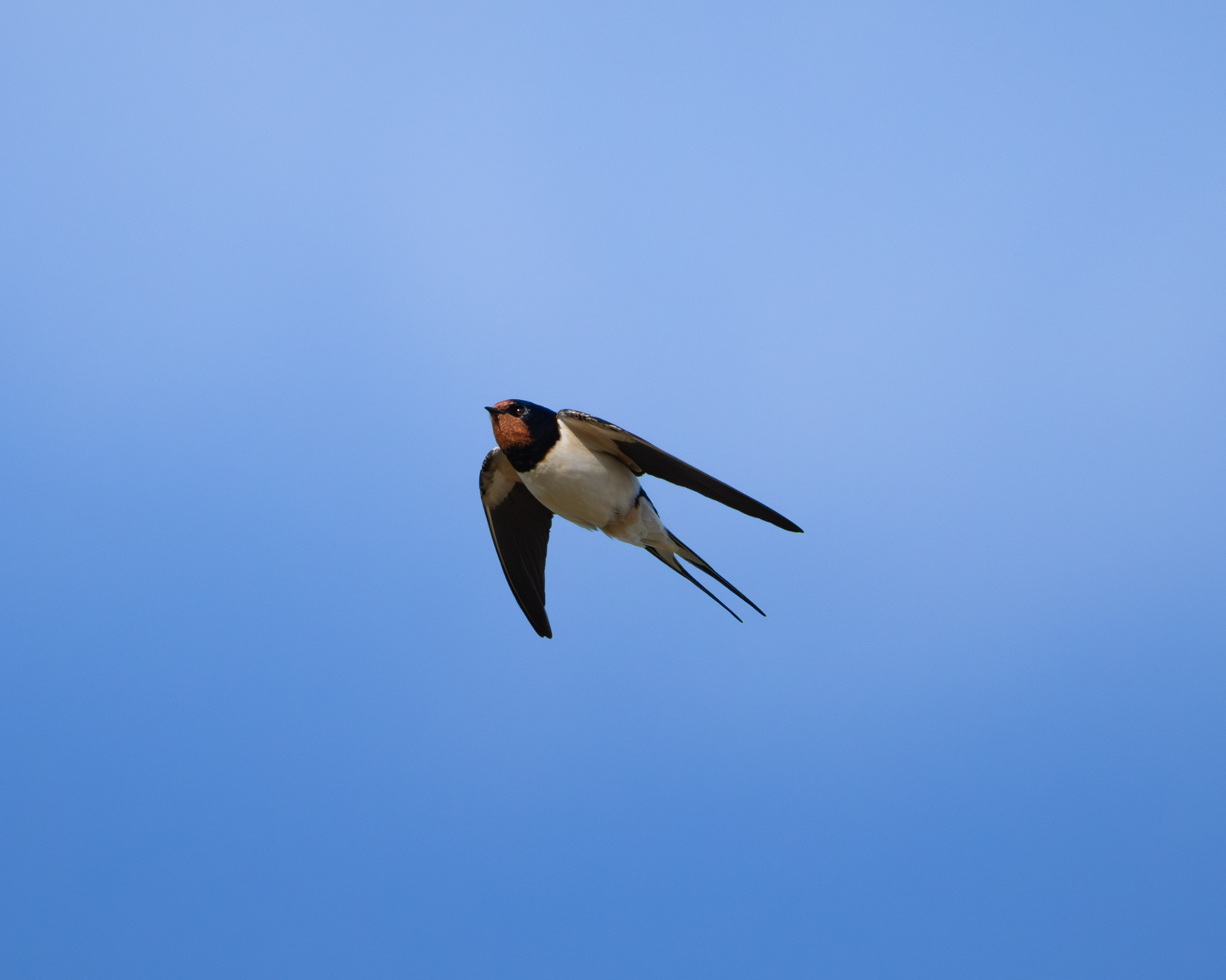 Voronezh 2026. Anton Chernov | Wildlife photographer
