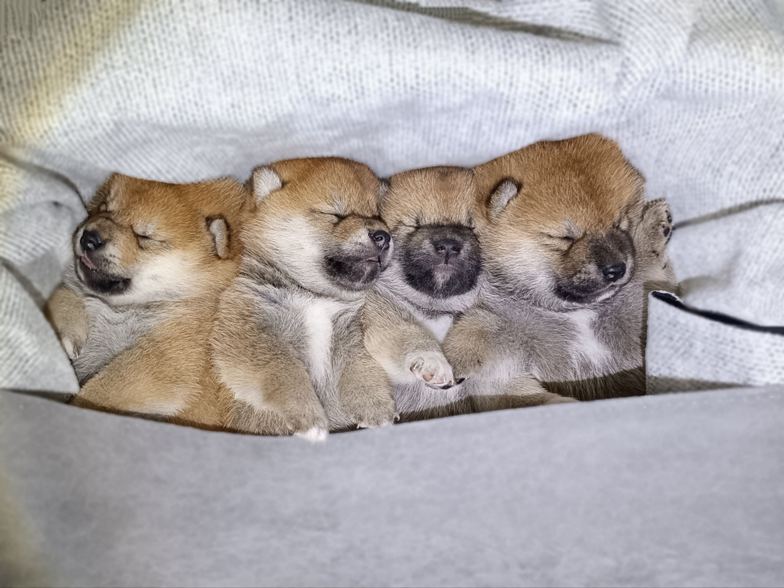 сиба питомник Рубилайт щенки на продажу rubylight  сиба щенки купить СПб Санкт-Петербург 