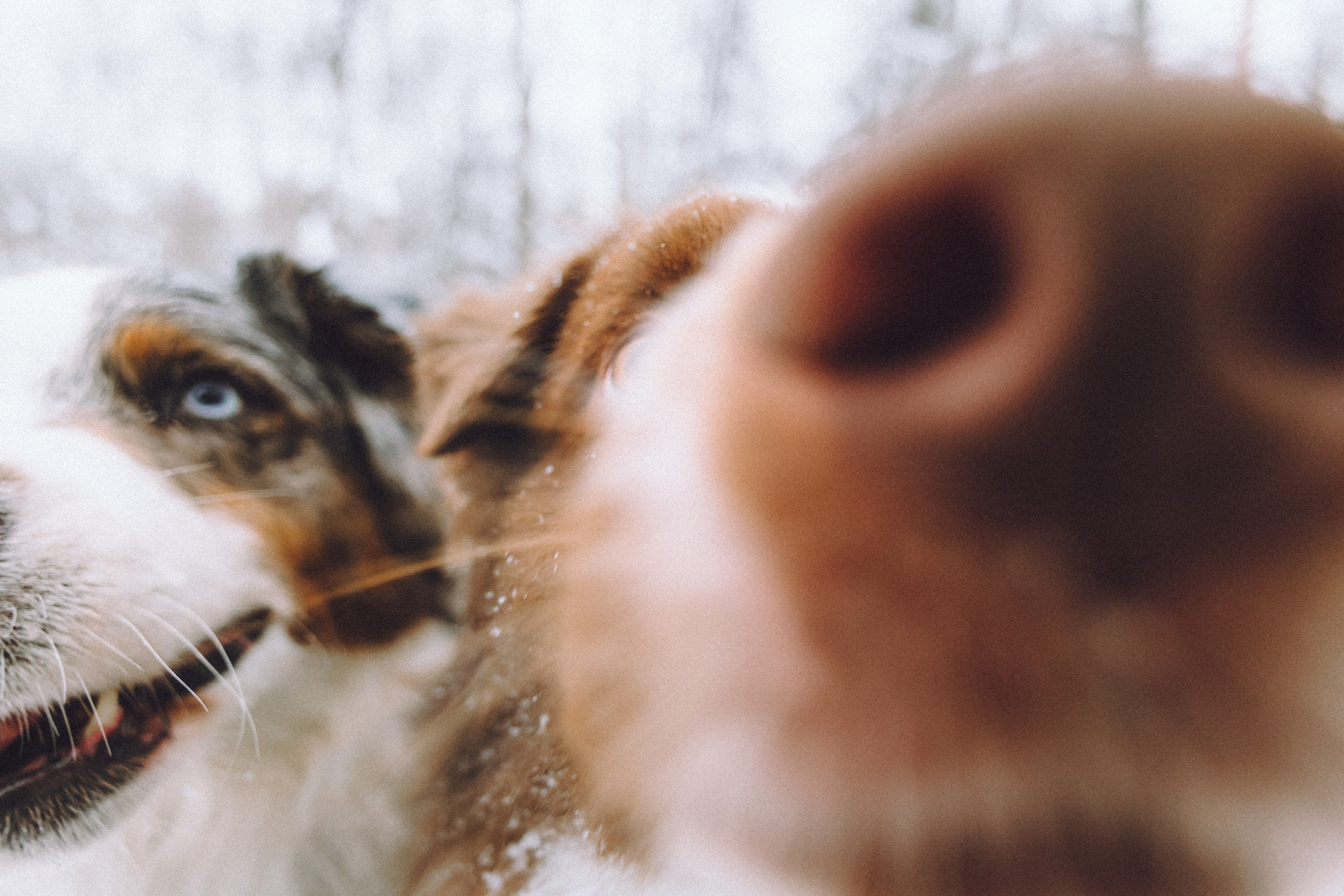 Лена, Принц и Фенек