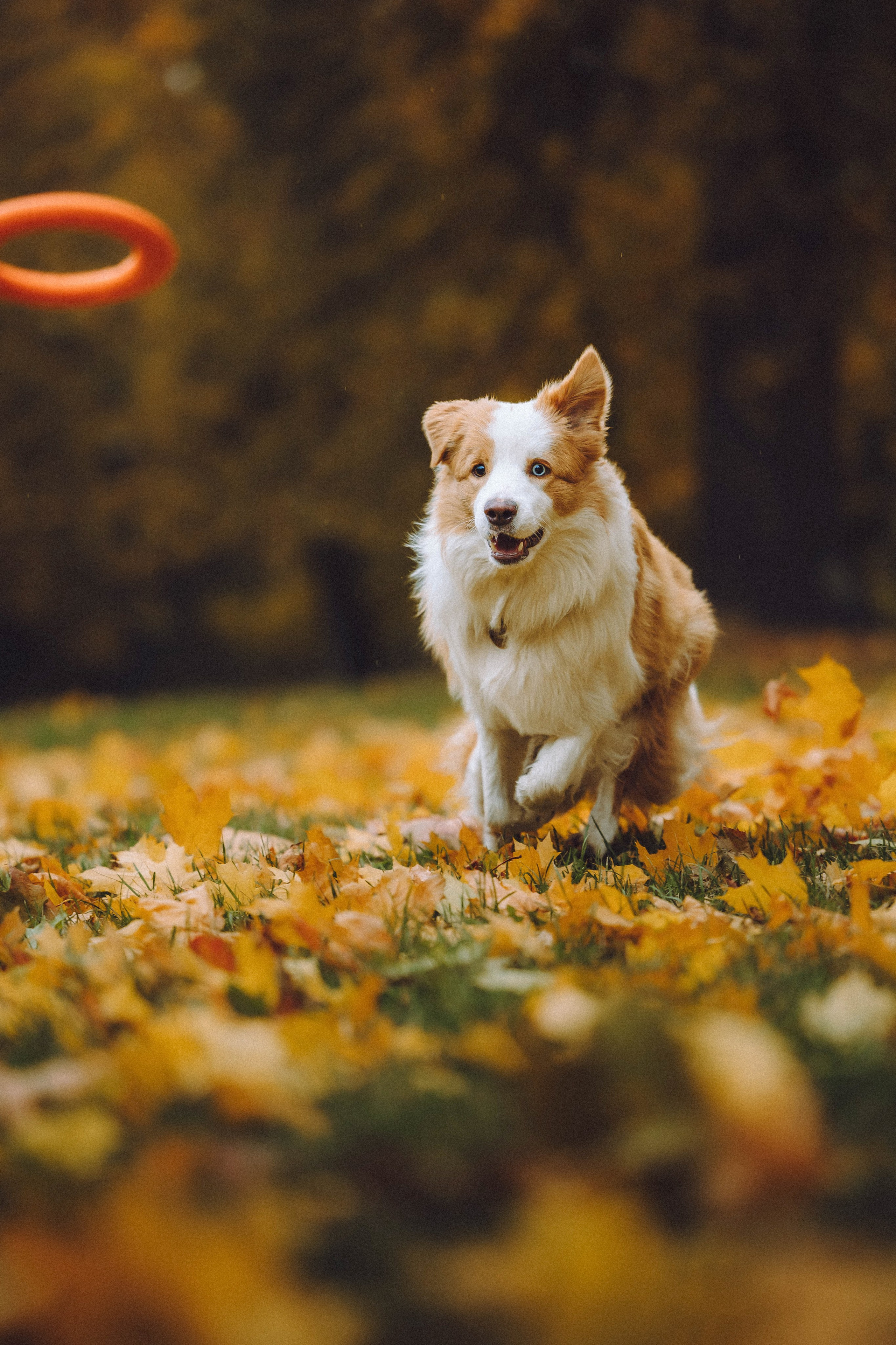 Алина, Витя и Асти