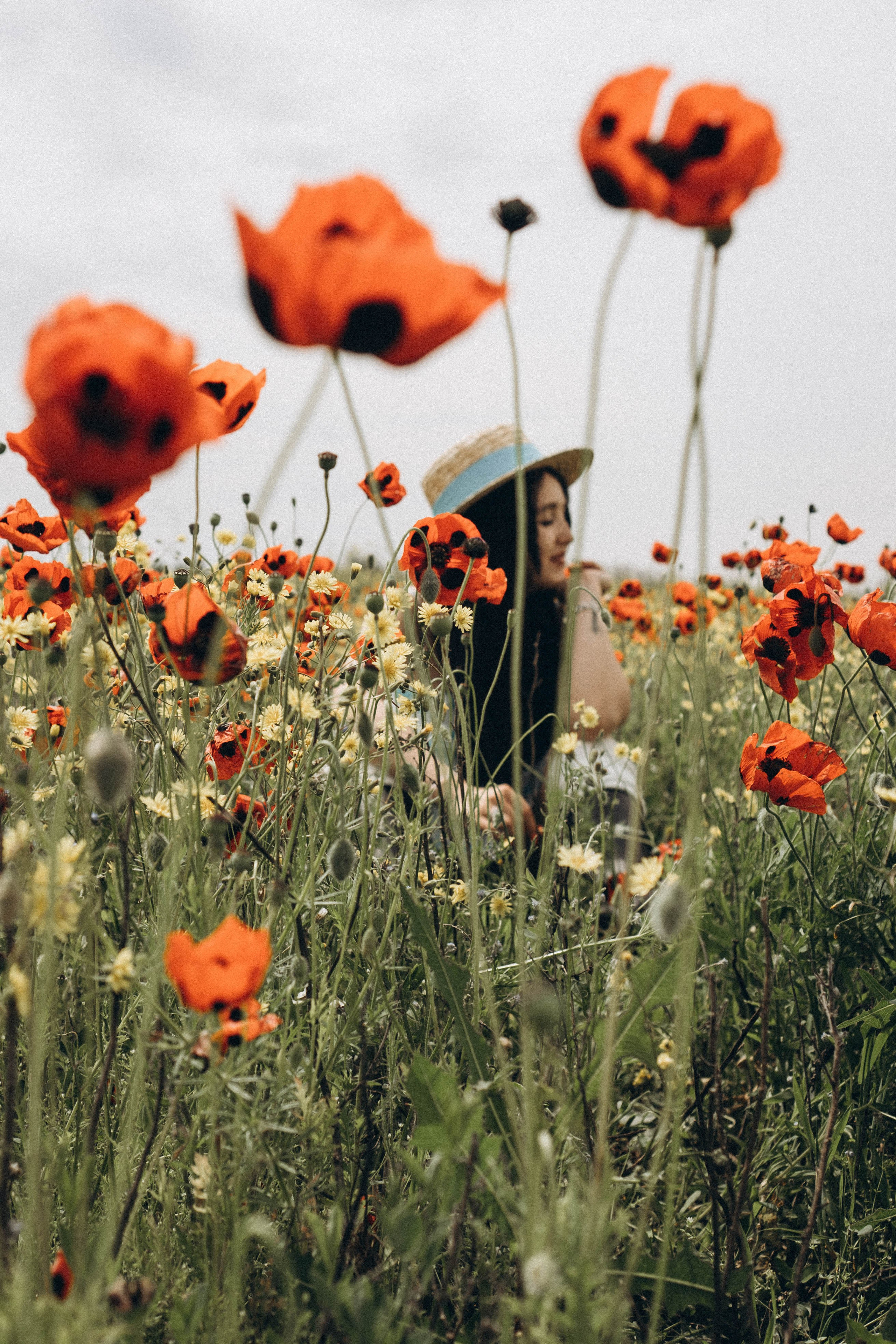 Цветочная поляна. Профессиональный фотограф, Санкт-Петербург — Виктория Богомолова