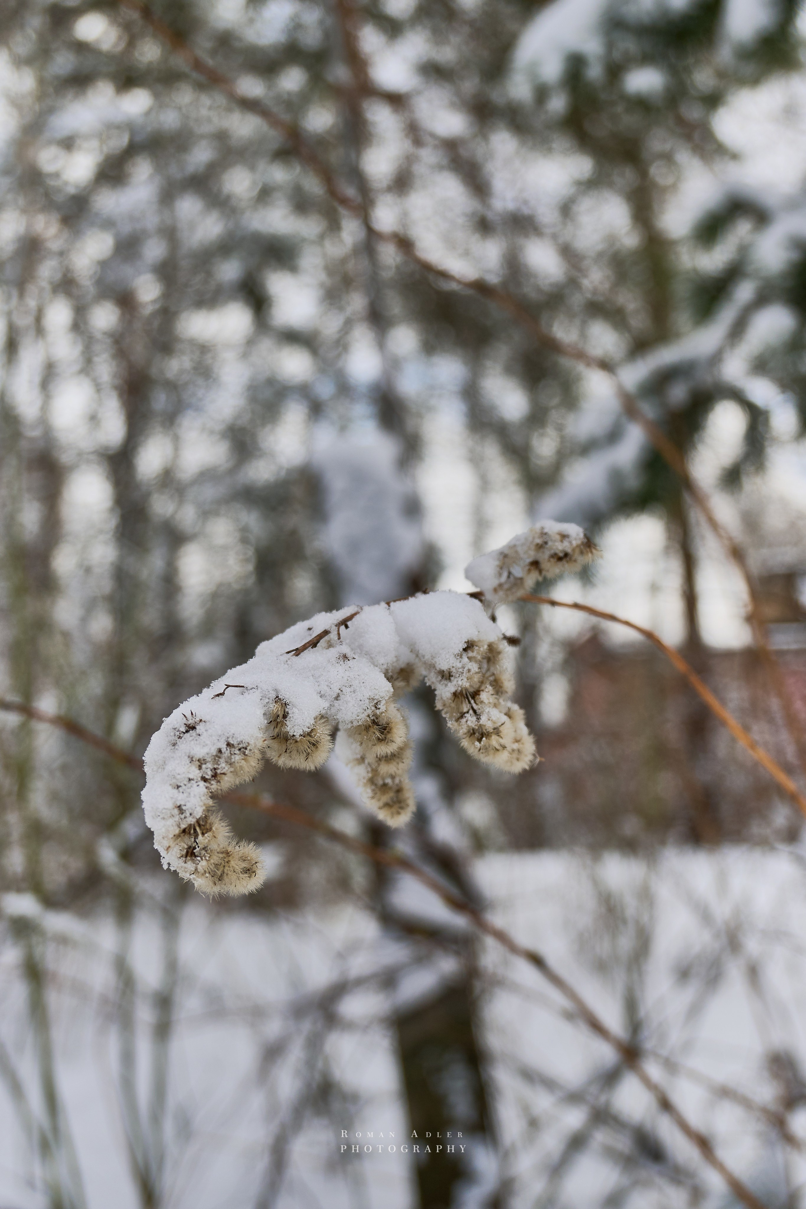 Апрельский снег. Москва 2025. Фотограф Роман Адлер
