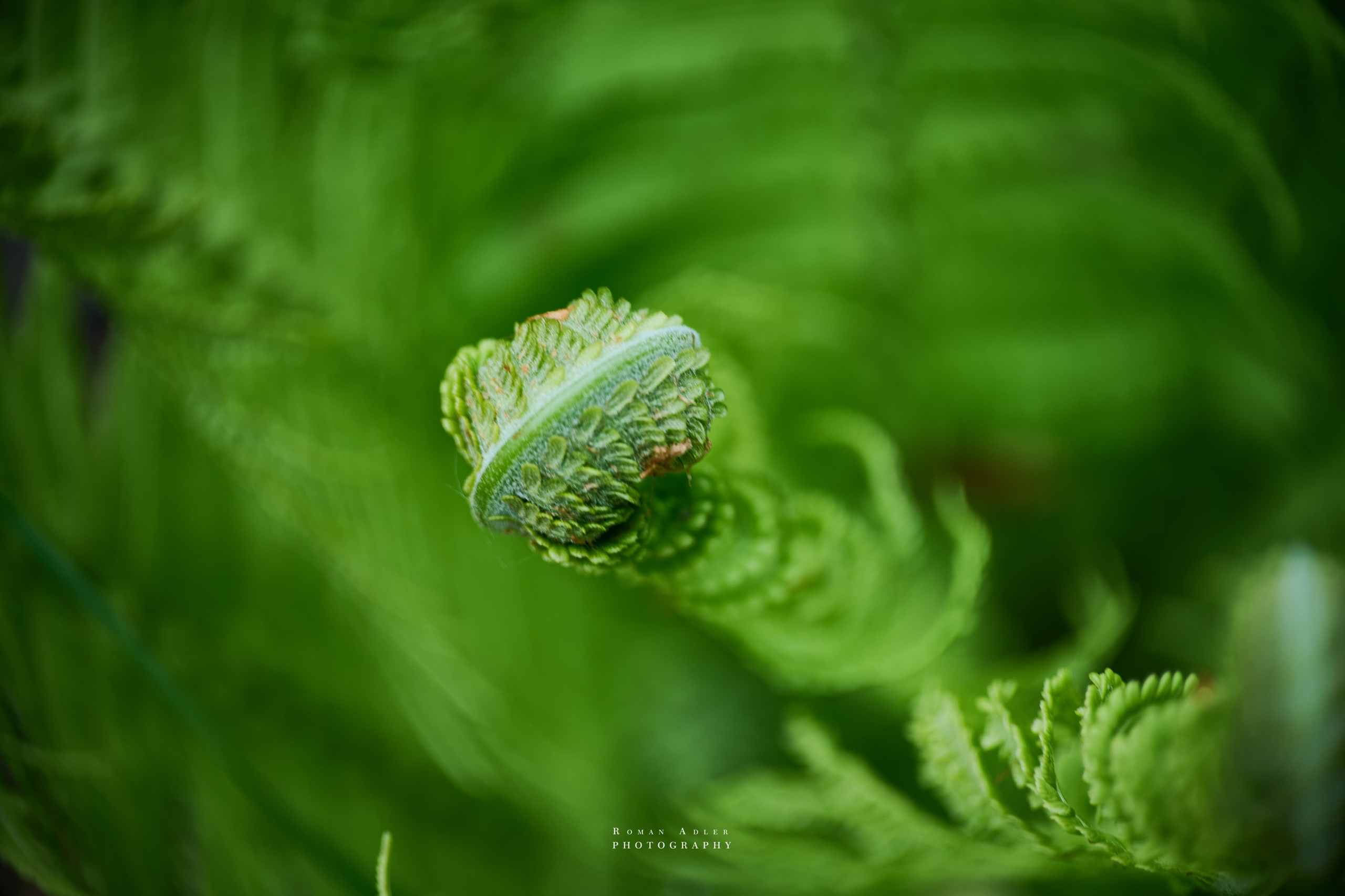 Фотографии весенних цветов. Фотограф Роман Адлер. Фотограф Роман Адлер