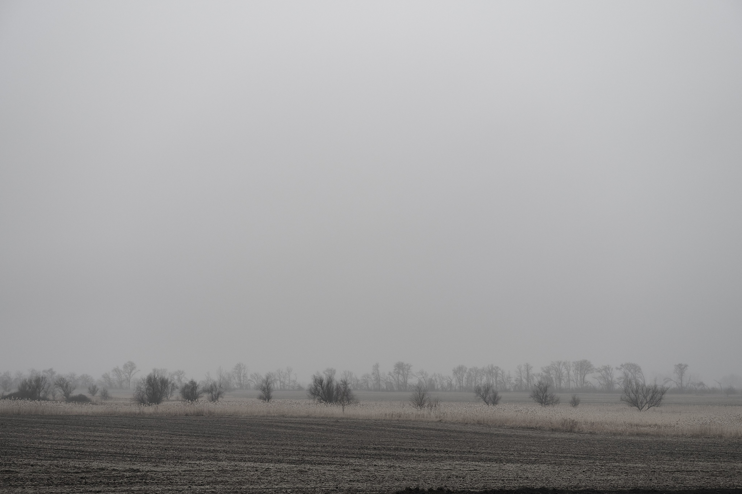 Дорога домой. Туман. Фотограф Роман Адлер