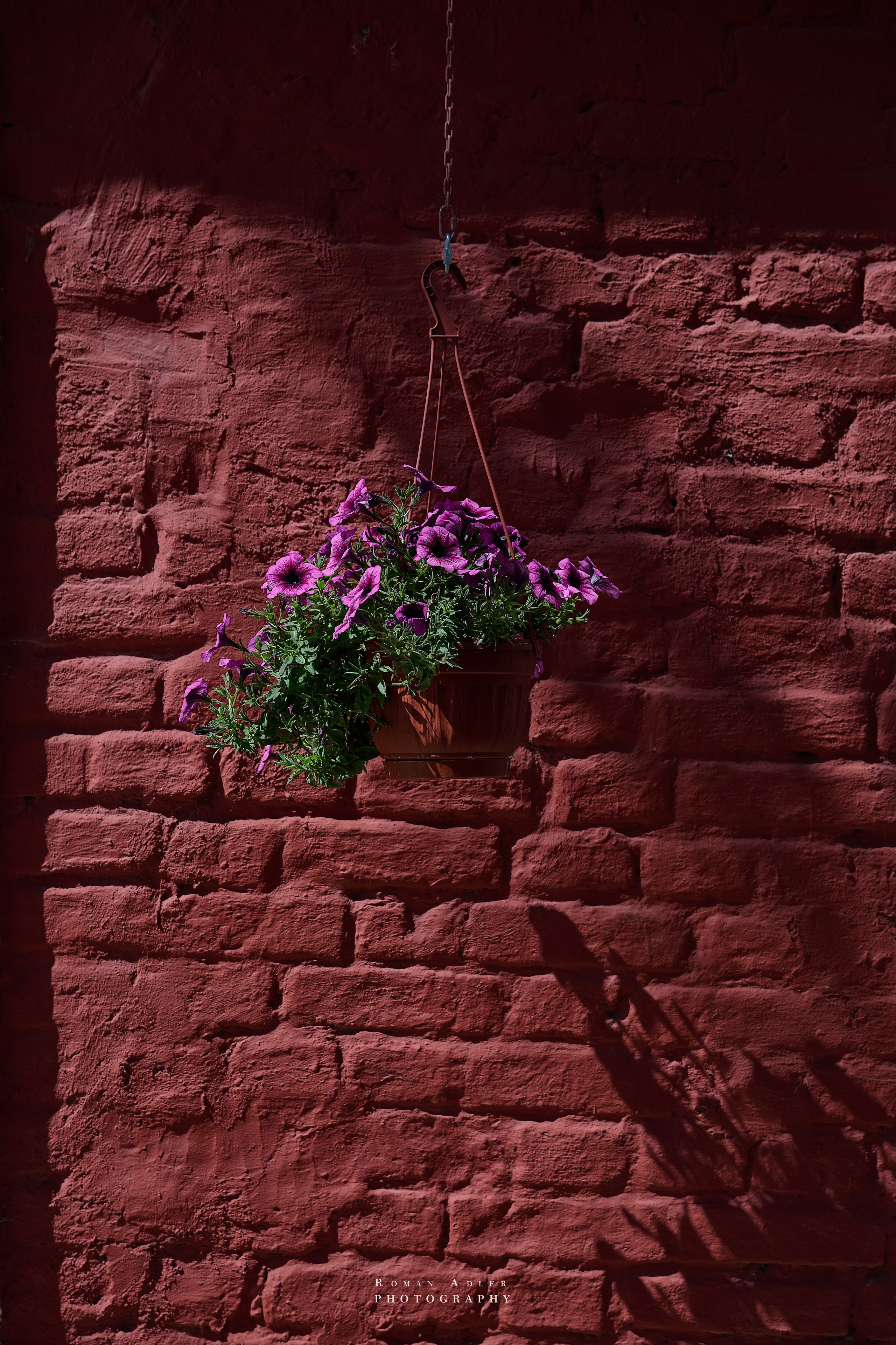 Суздаль. Июнь 2025. Фотограф Роман Адлер