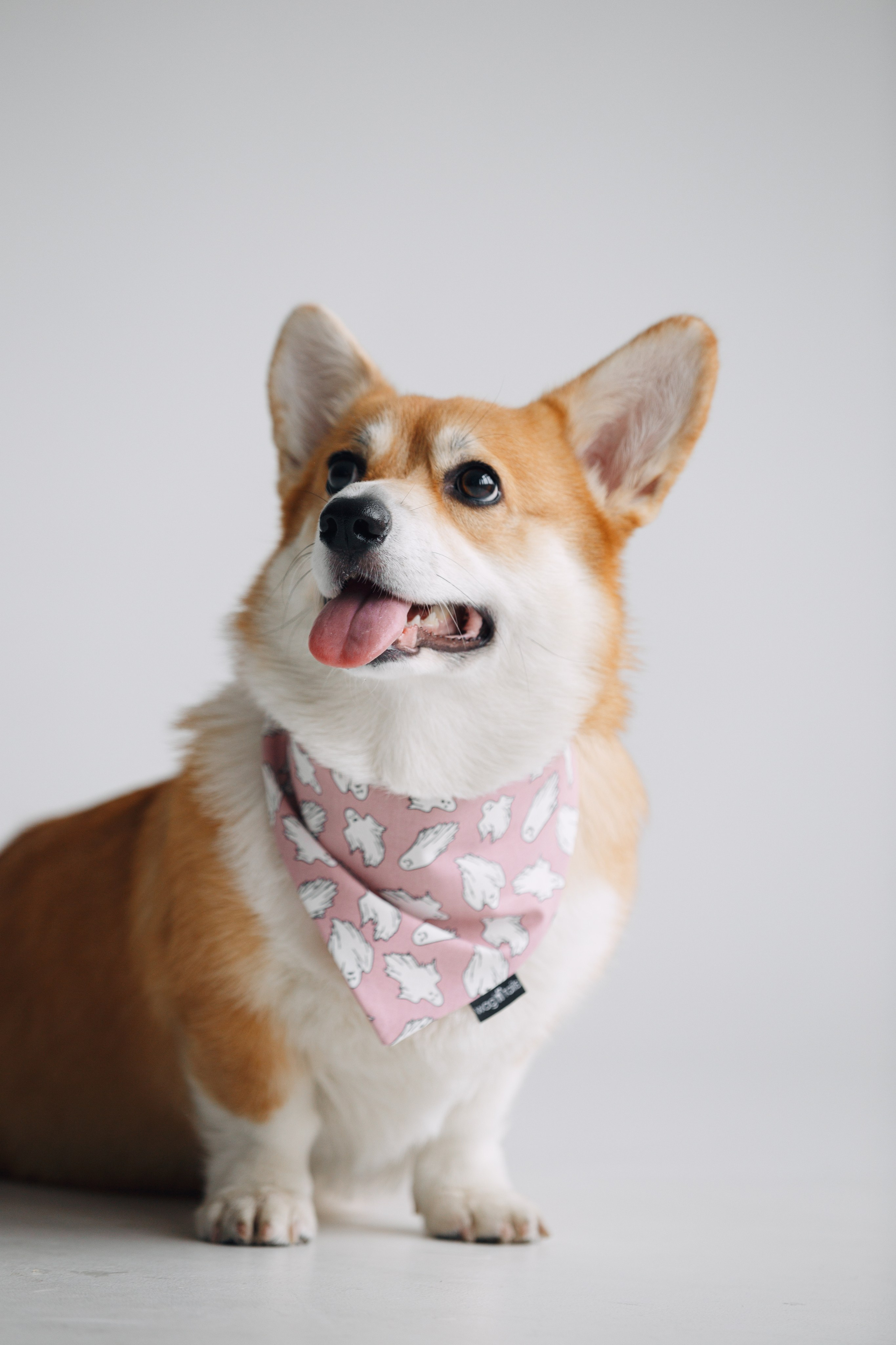 Wag'n'tails аксессуары для животных. Фотограф анималист Кристина Карпова, Москва