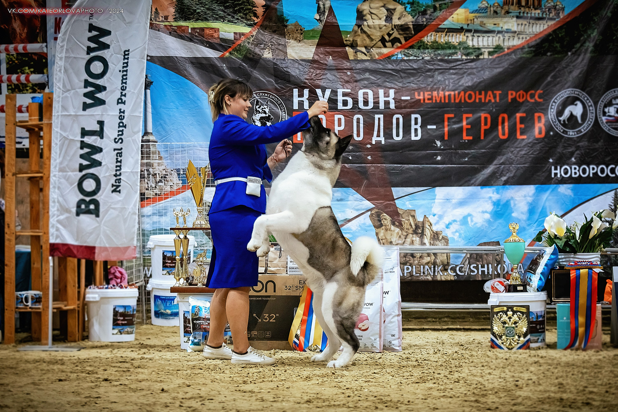 Фотосъемка собак, щенков, на выставках, фотограф анималист Россия воронеж. Питомник собак Акита, Хаски, Корги