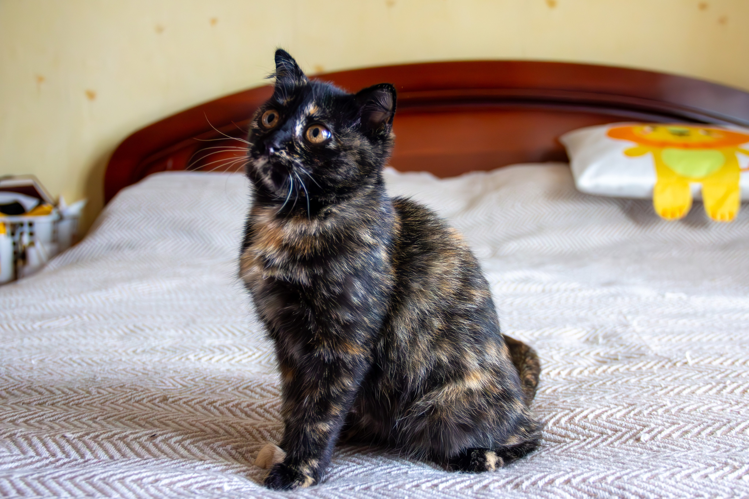Котёнок Соня. Фотозаметки Лины Юговой | фотограф-анималист