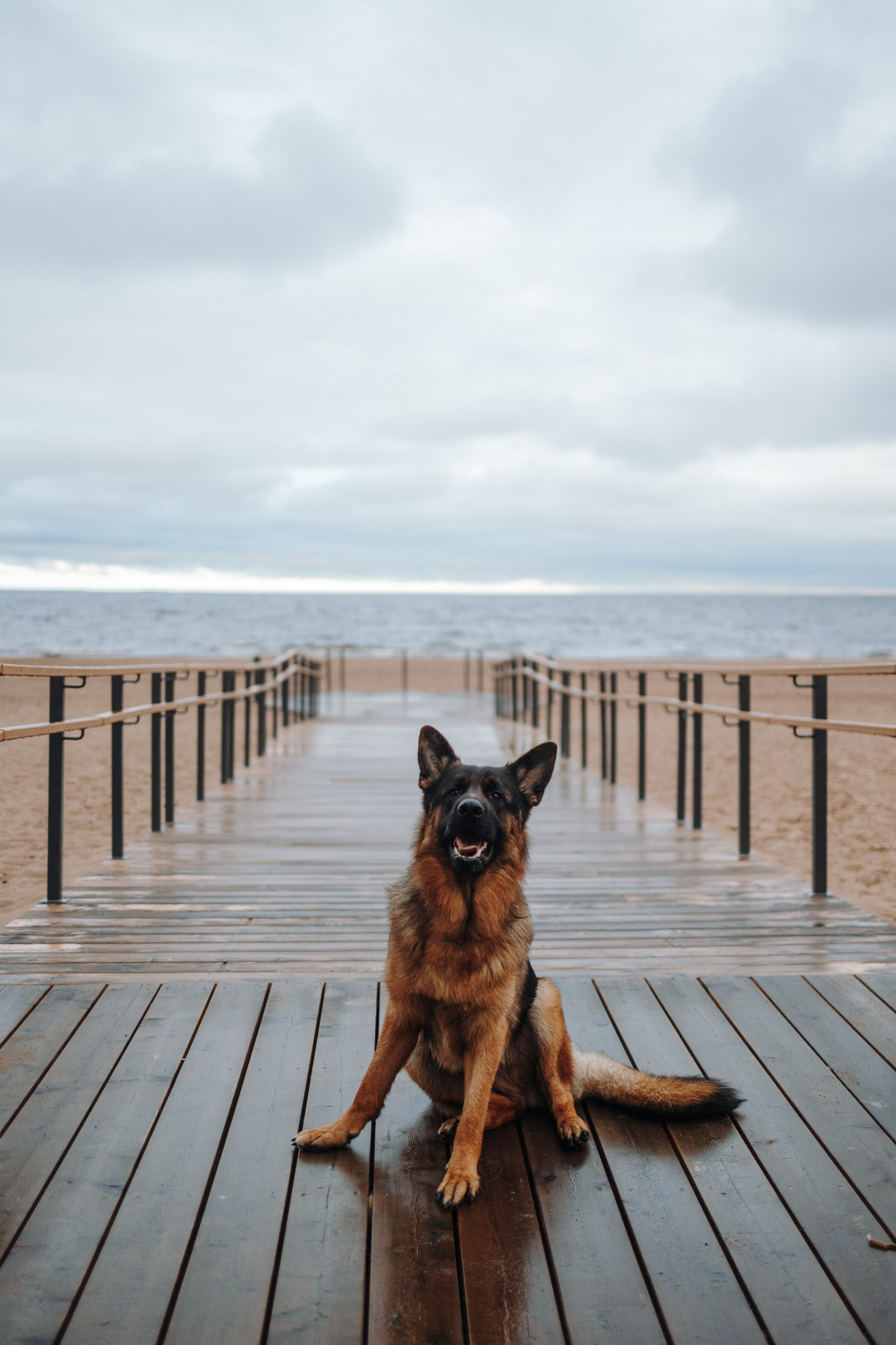 Катя и Агат. Фотограф — Анималист | Санкт-Петербург