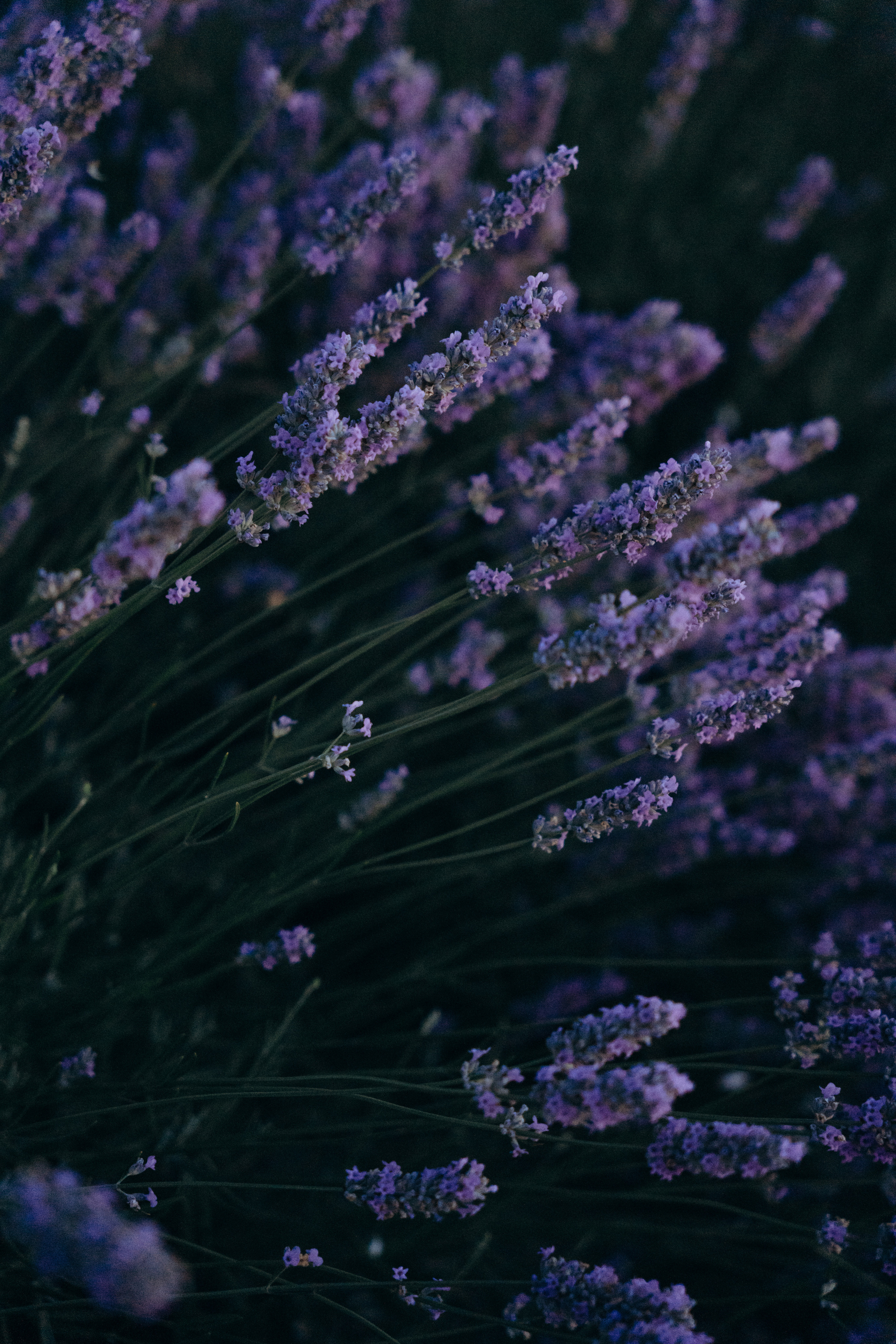 Люда | in lavender. Портретный свадебный фотограф Крым | Евгения Щитенко